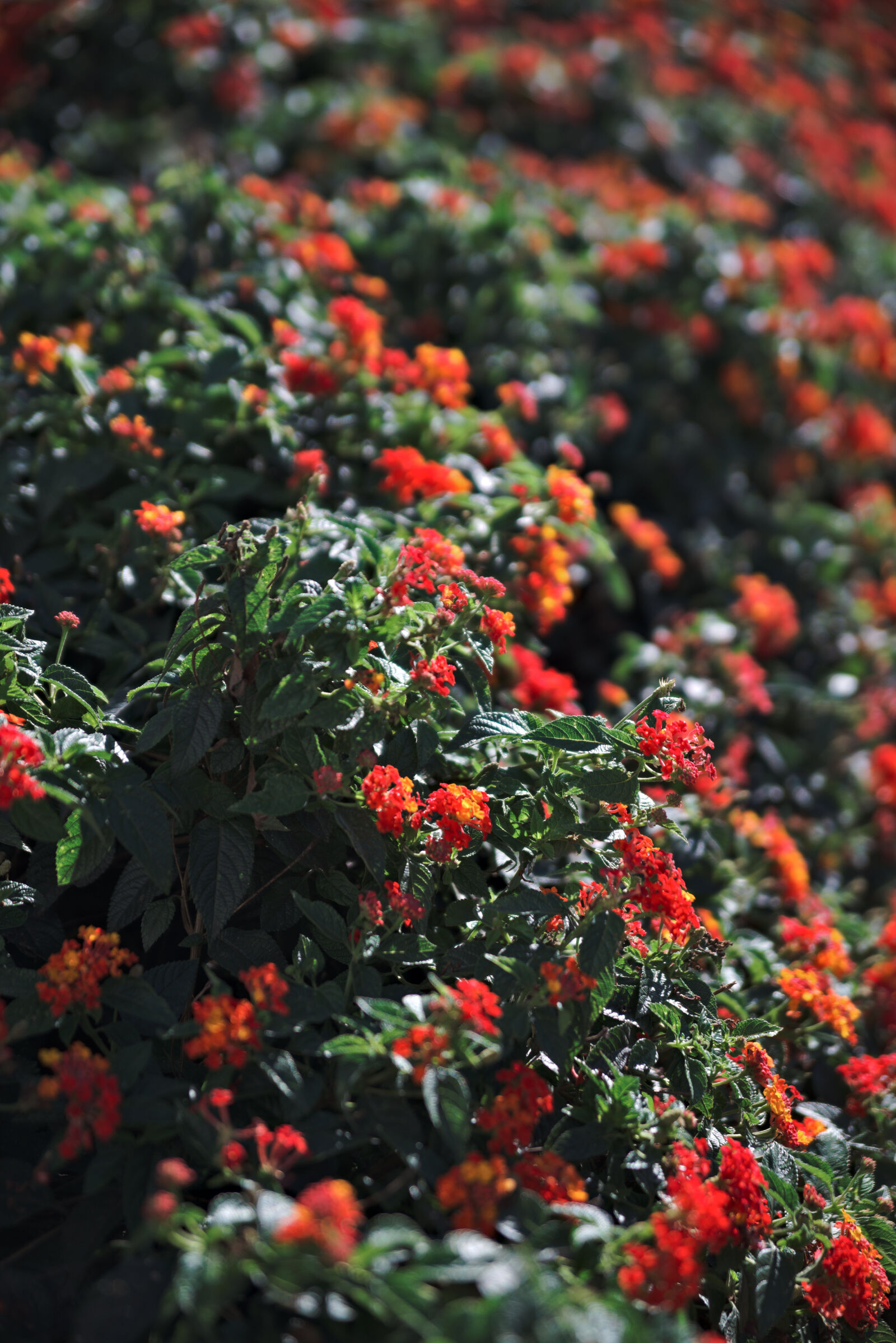 Nikon D610 sample photo