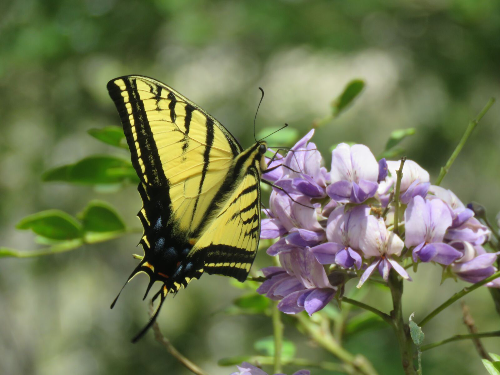 Canon PowerShot SX60 HS sample photo. Butterfly, yellow, black photography