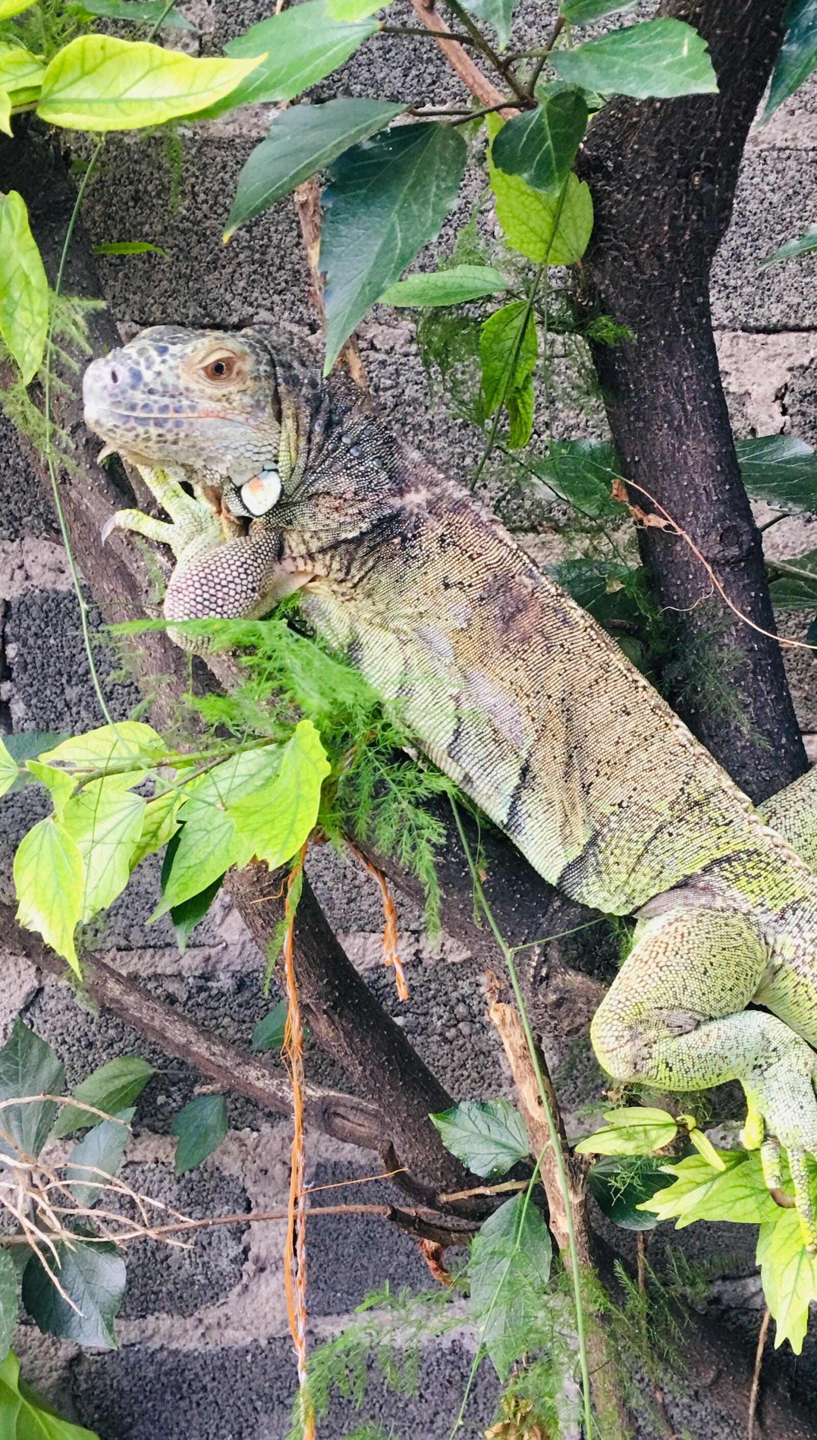 iPhone 6s Plus back camera 4.15mm f/2.2 sample photo. Iguana, reptile, green photography