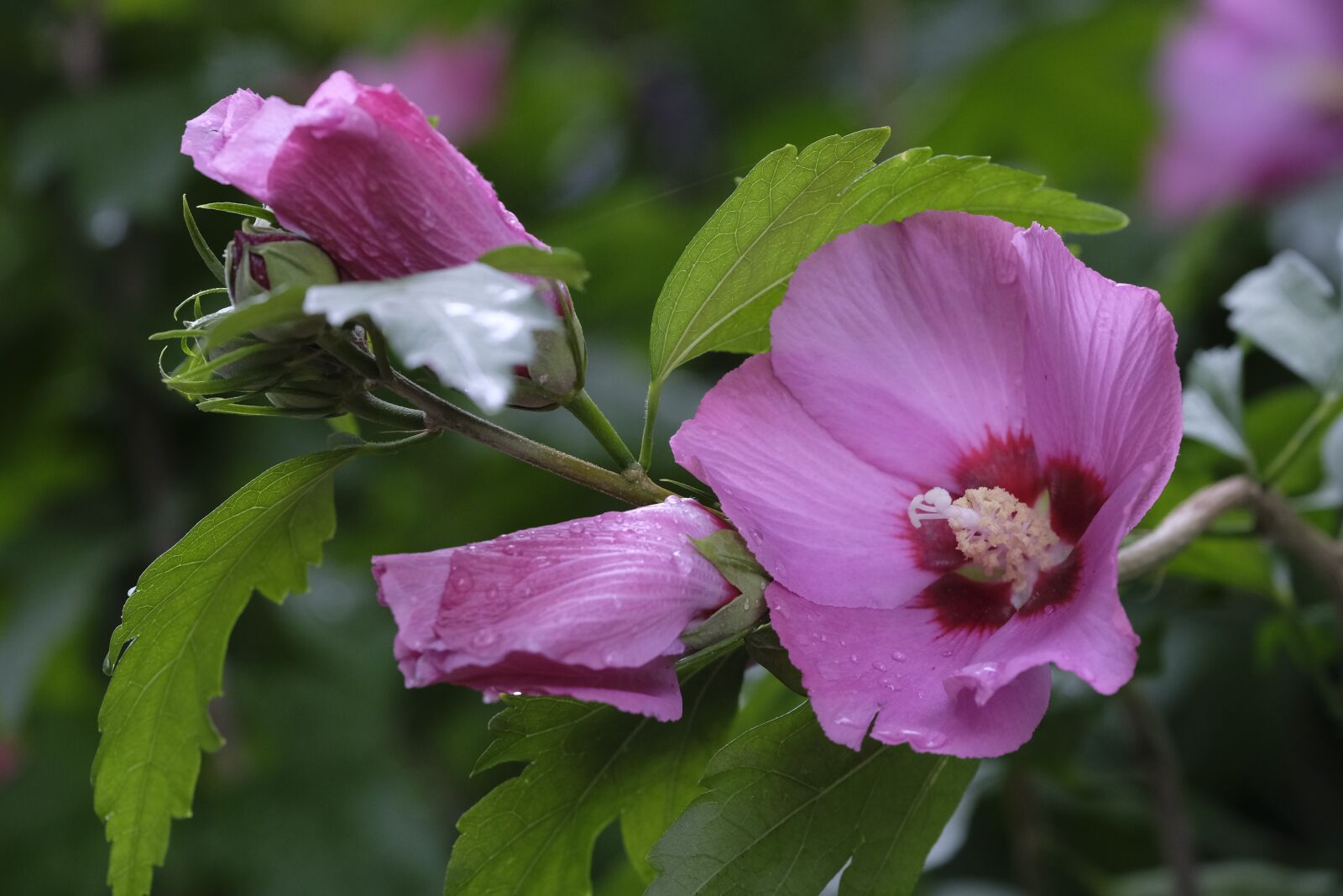 Fujifilm XF 50-140mm F2.8 R LM OIS WR sample photo. Hibiscus, marshmallow, flower photography