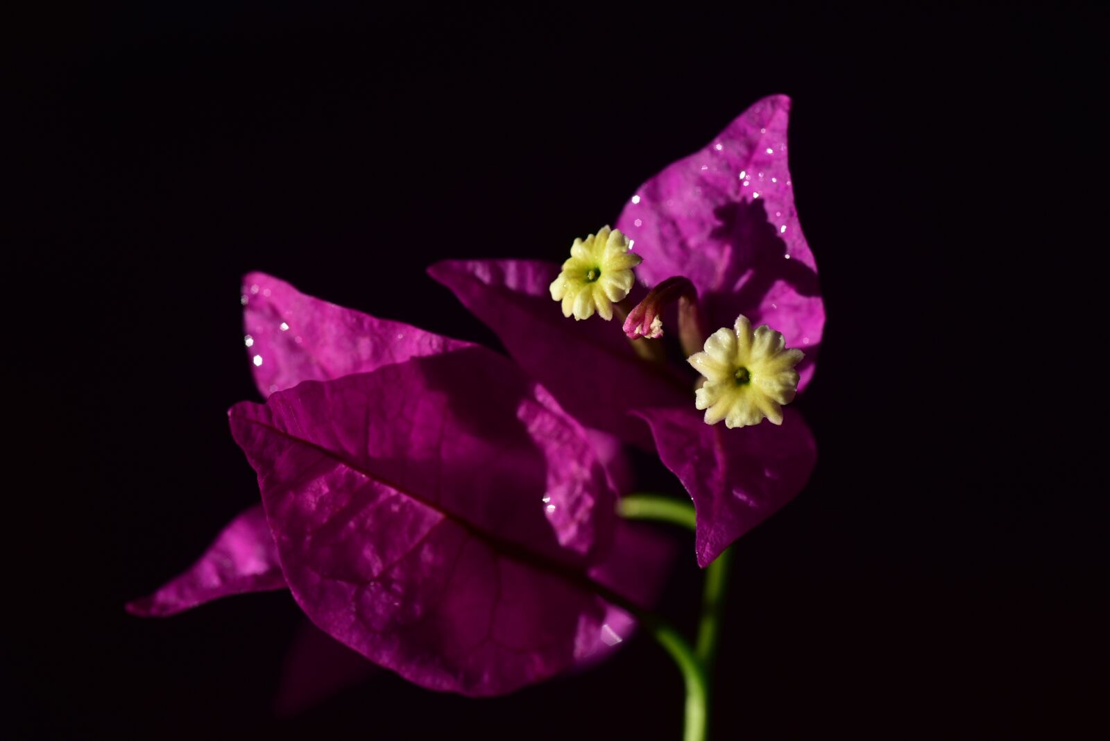Nikon D750 sample photo. Bougainvillea, flower, blossom photography