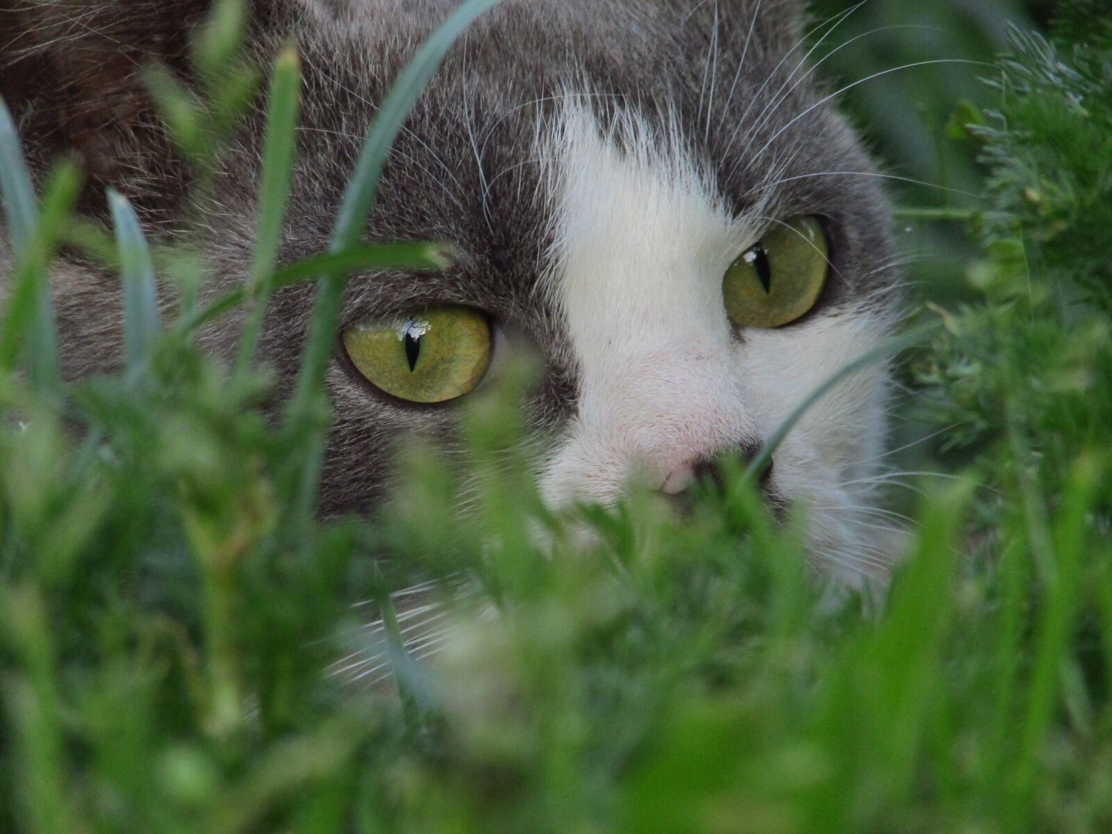 Canon PowerShot SX500 IS sample photo. Grass, cat, pet photography
