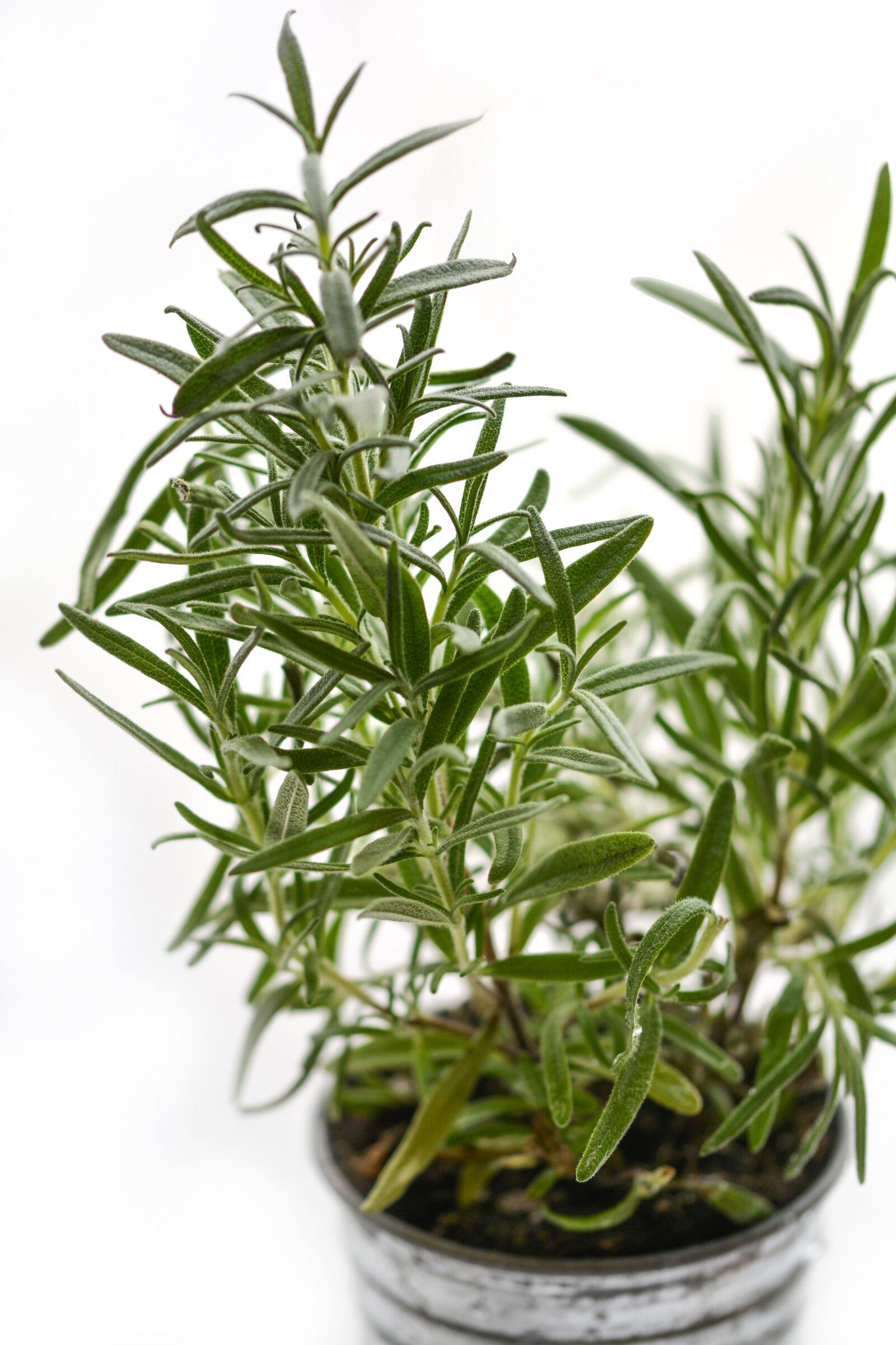 Nikon D5200 sample photo. Rosemary, herb, herbal photography
