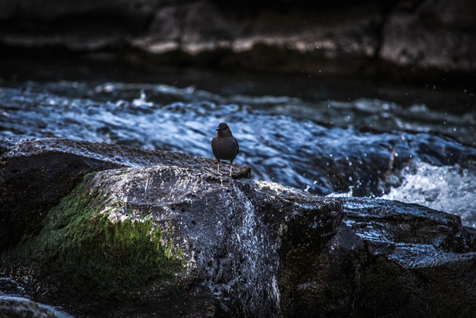 Nikon D5200 sample photo. Black bird, water, nature photography