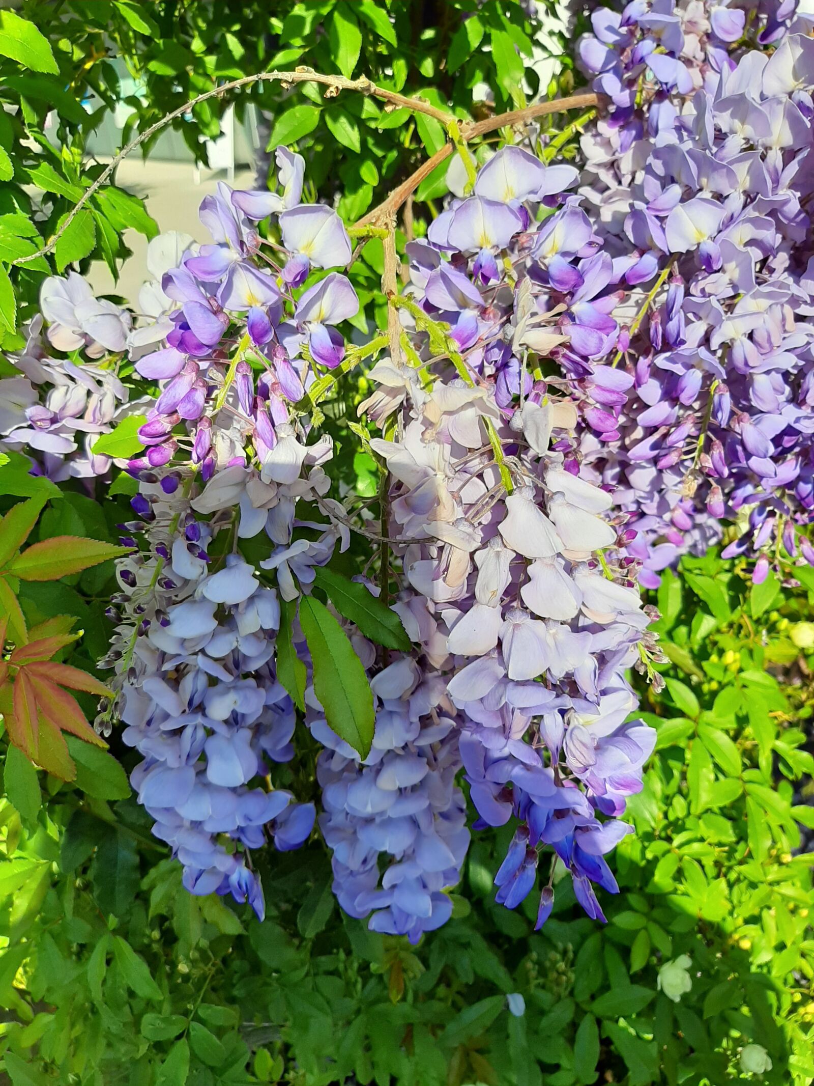 Samsung Galaxy A50 sample photo. Lilac, flower, nature photography