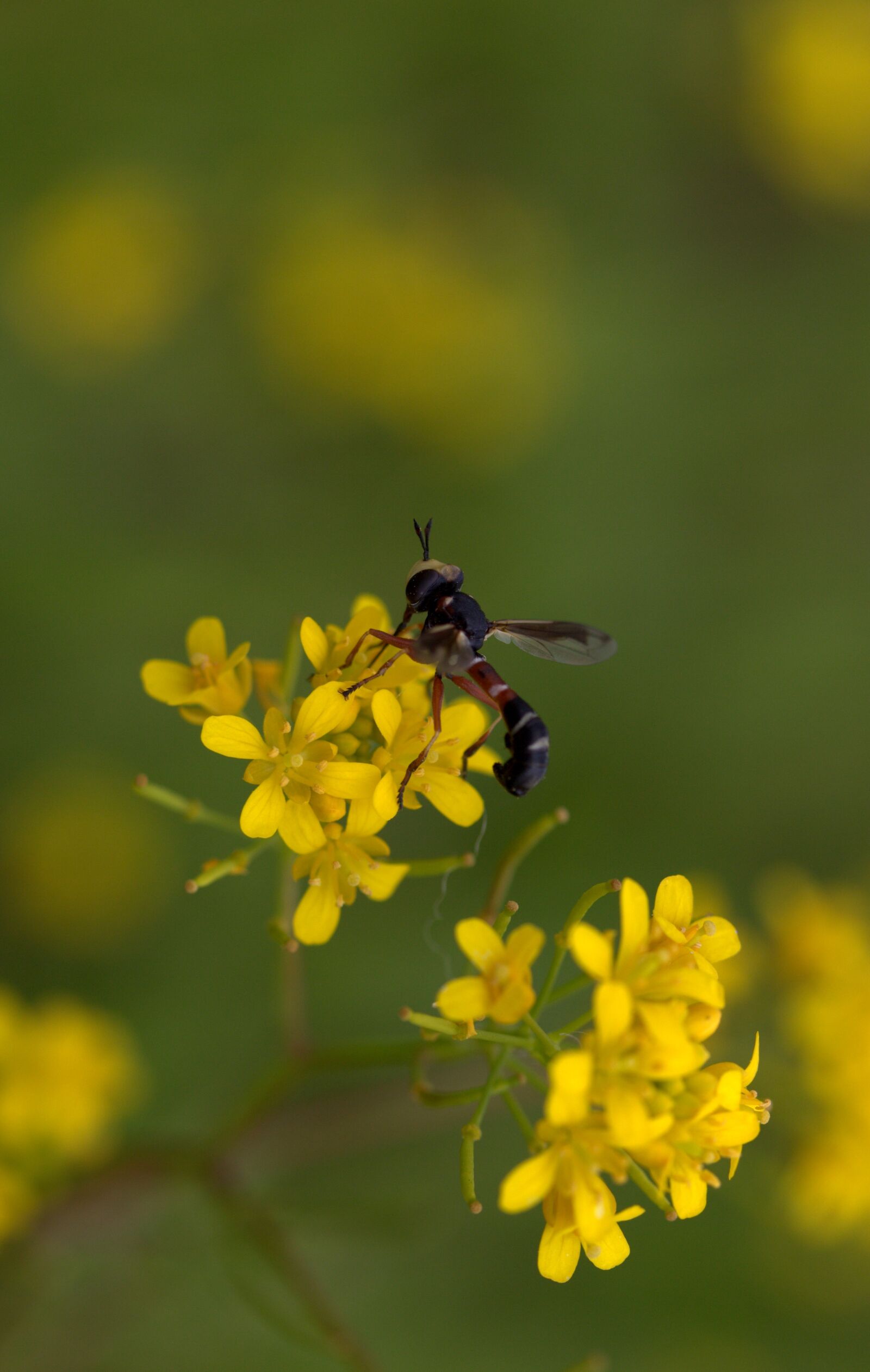 Canon EF-S 60mm F2.8 Macro USM sample photo. Wasp, flower, yellow photography
