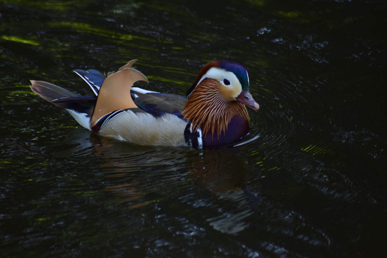 Nikon D3300 sample photo. Duck in the pond photography