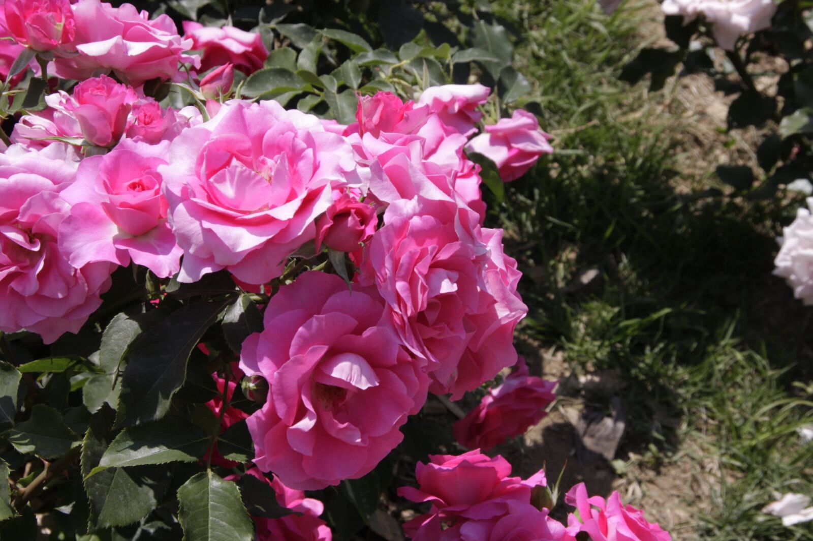 Canon EOS 40D sample photo. Flowers, nature, republic of photography
