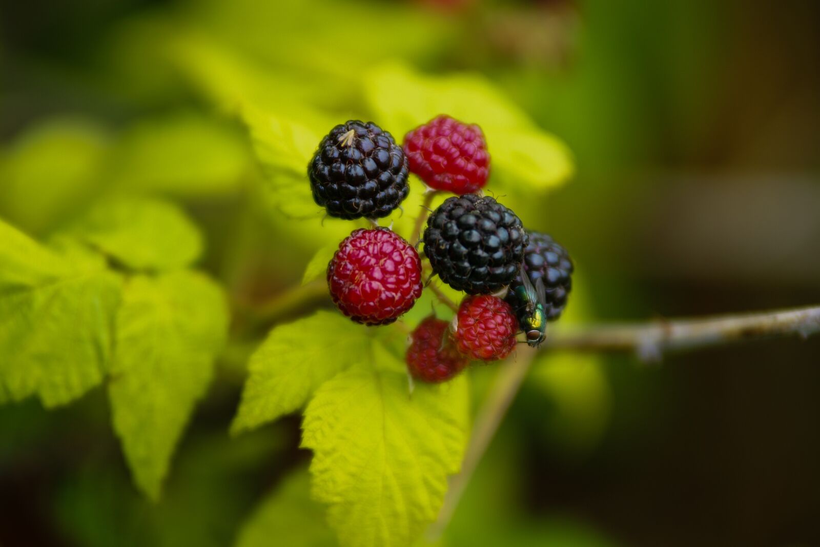 Sony Alpha DSLR-A700 sample photo. Raspberry, color, food photography