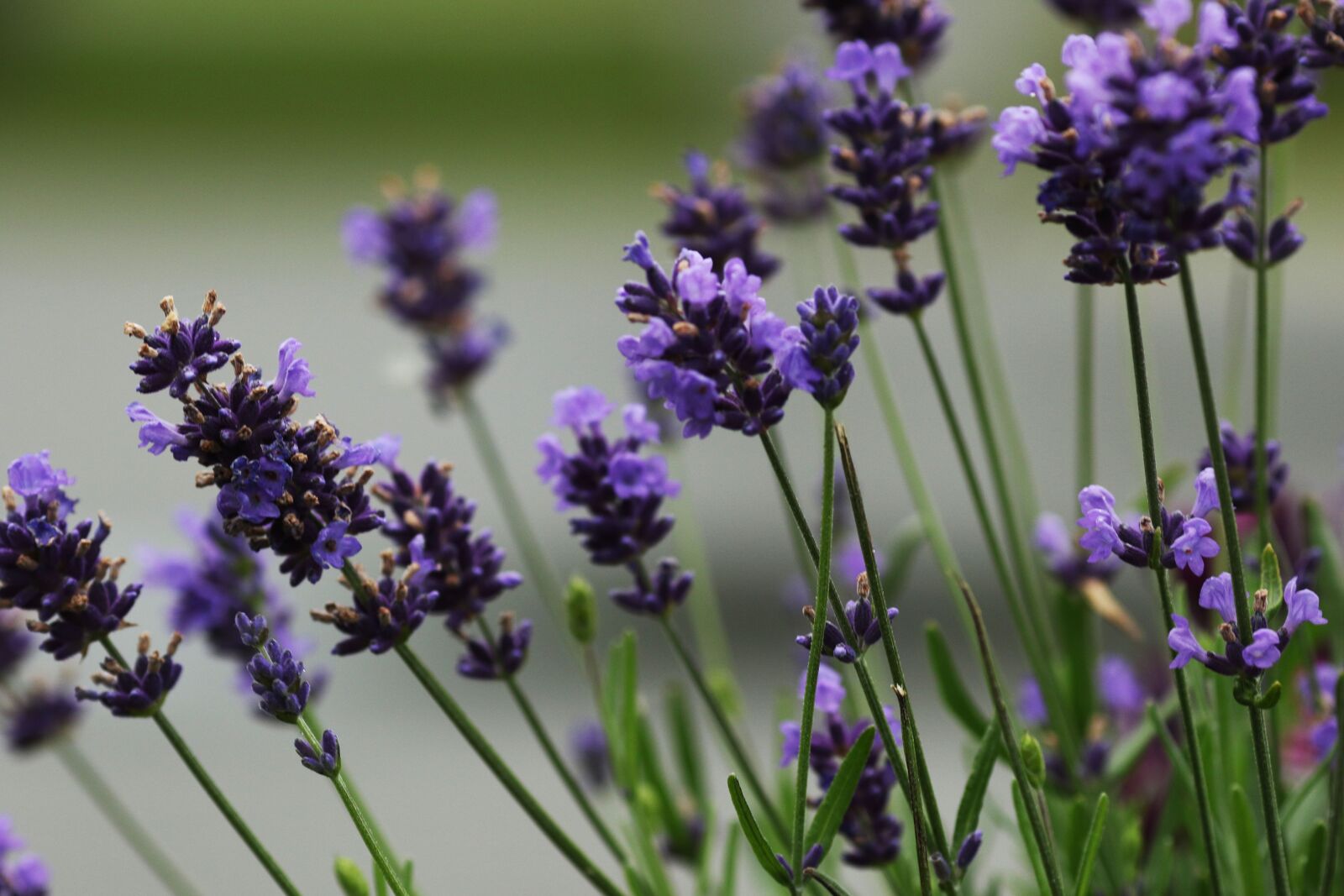 Canon EOS 7D Mark II + Canon EF 135mm F2L USM sample photo. Flower, garden flower, nature photography