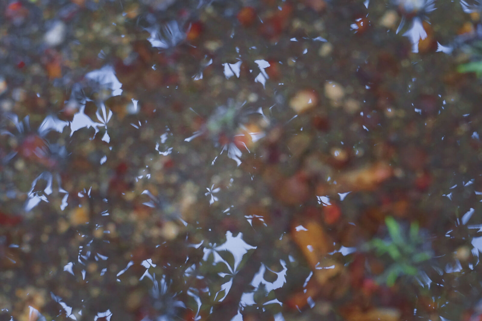 Sony a5100 + Sony E 16-50mm F3.5-5.6 PZ OSS sample photo. Leaf, nature, puddle, rain photography