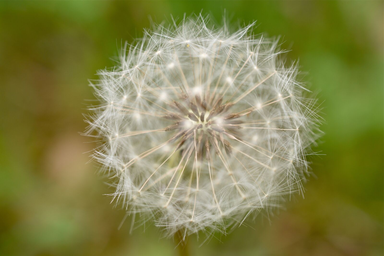 Nikon D5600 sample photo. Dandelion, white, plants photography