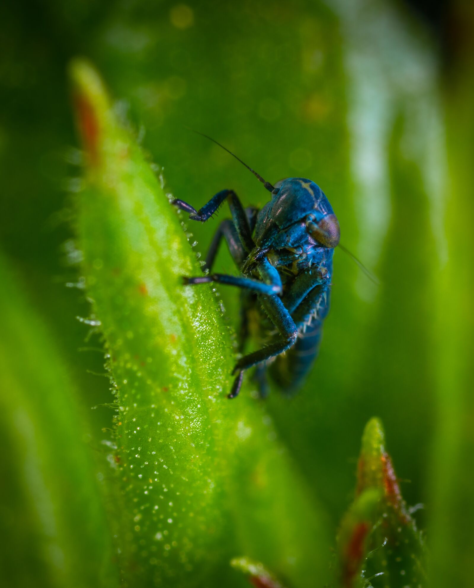 Sony a7R II sample photo. Insect, bespozvonochnoe, macro photography