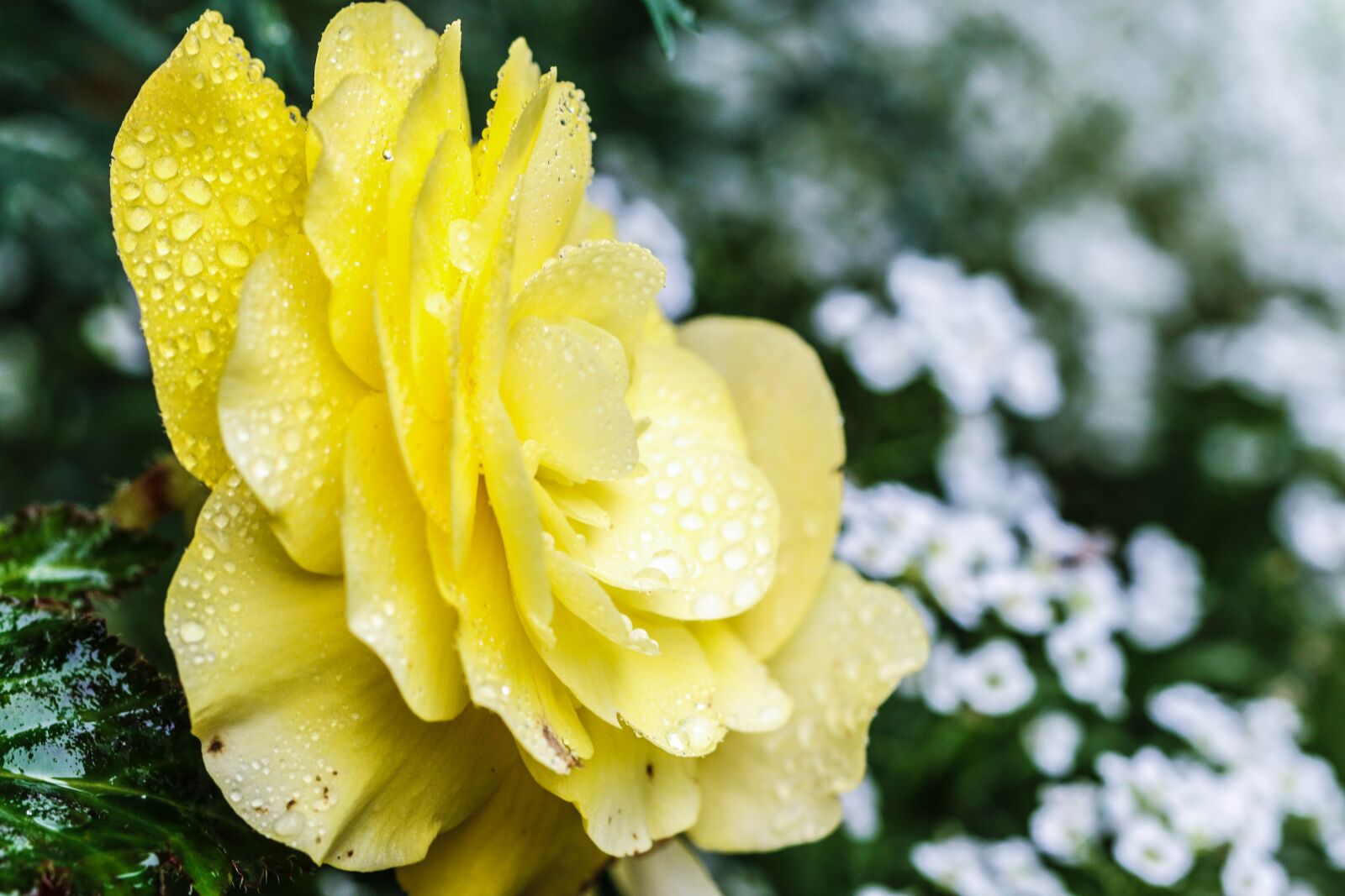 Canon EOS 7D Mark II sample photo. Rose, yellow, flower photography