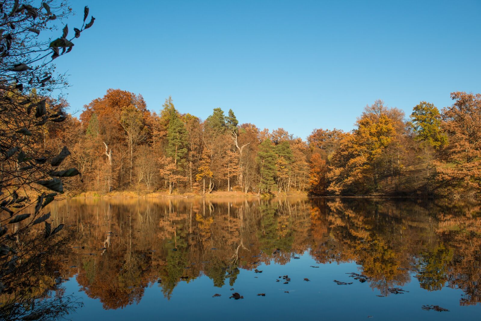 Nikon D800 sample photo. Stuttgart, bear lake, nature photography