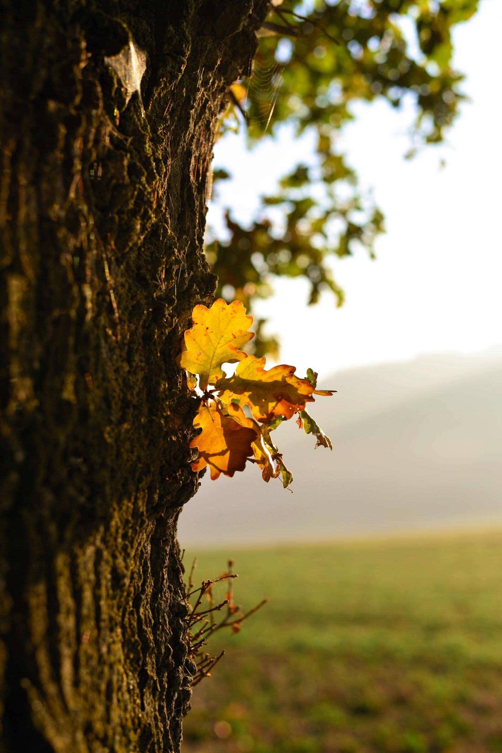 Nikon D610 sample photo. Tree, oak, oak leaf photography