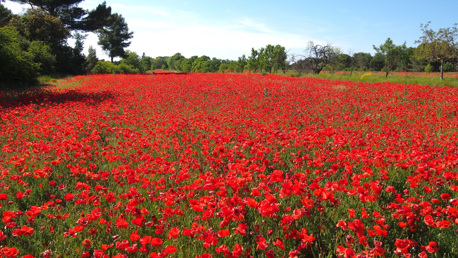 Olympus PEN E-PL6 sample photo. Poppies, nature, provence photography