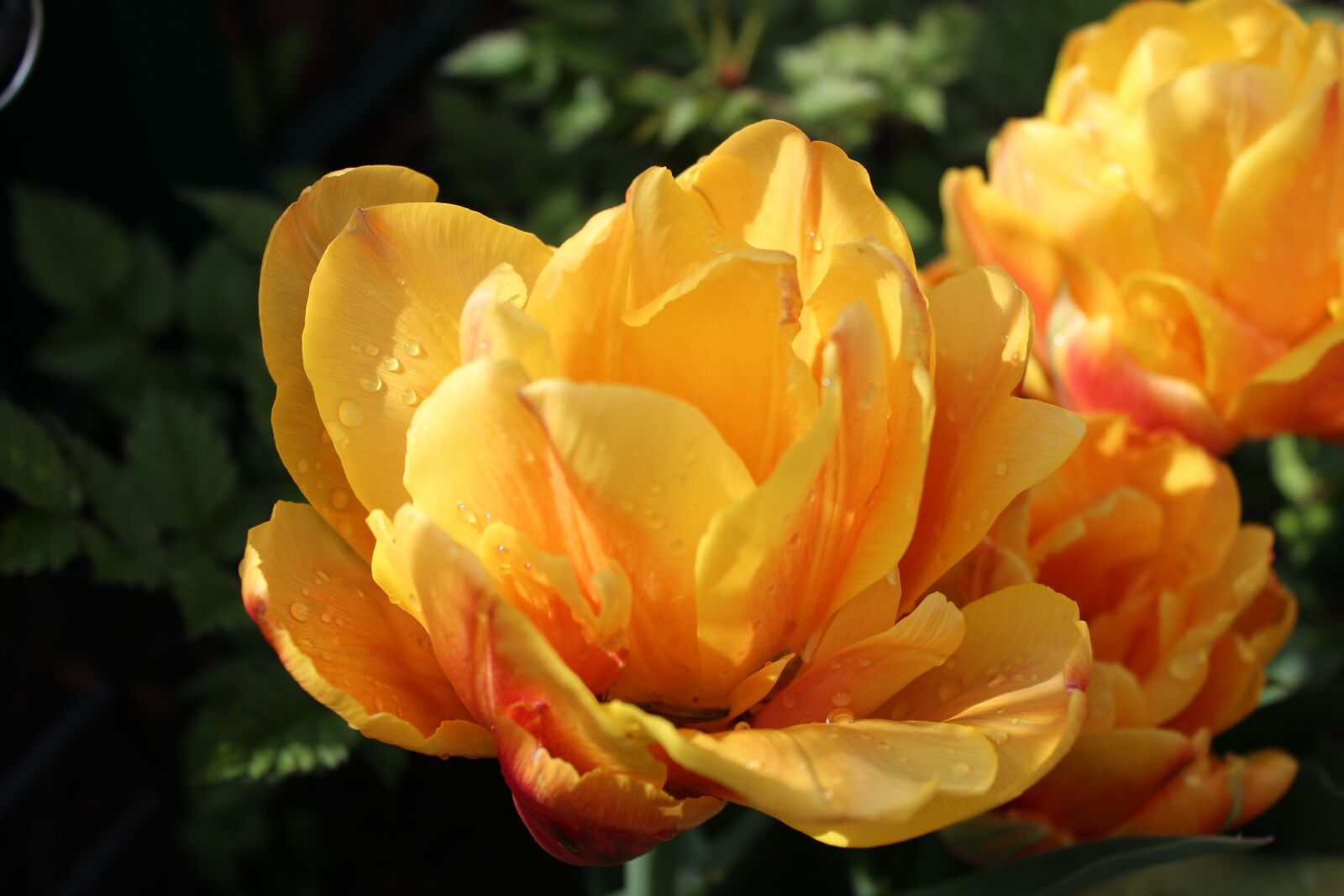Canon EOS 600D (Rebel EOS T3i / EOS Kiss X5) sample photo. Nature, flower, plant photography