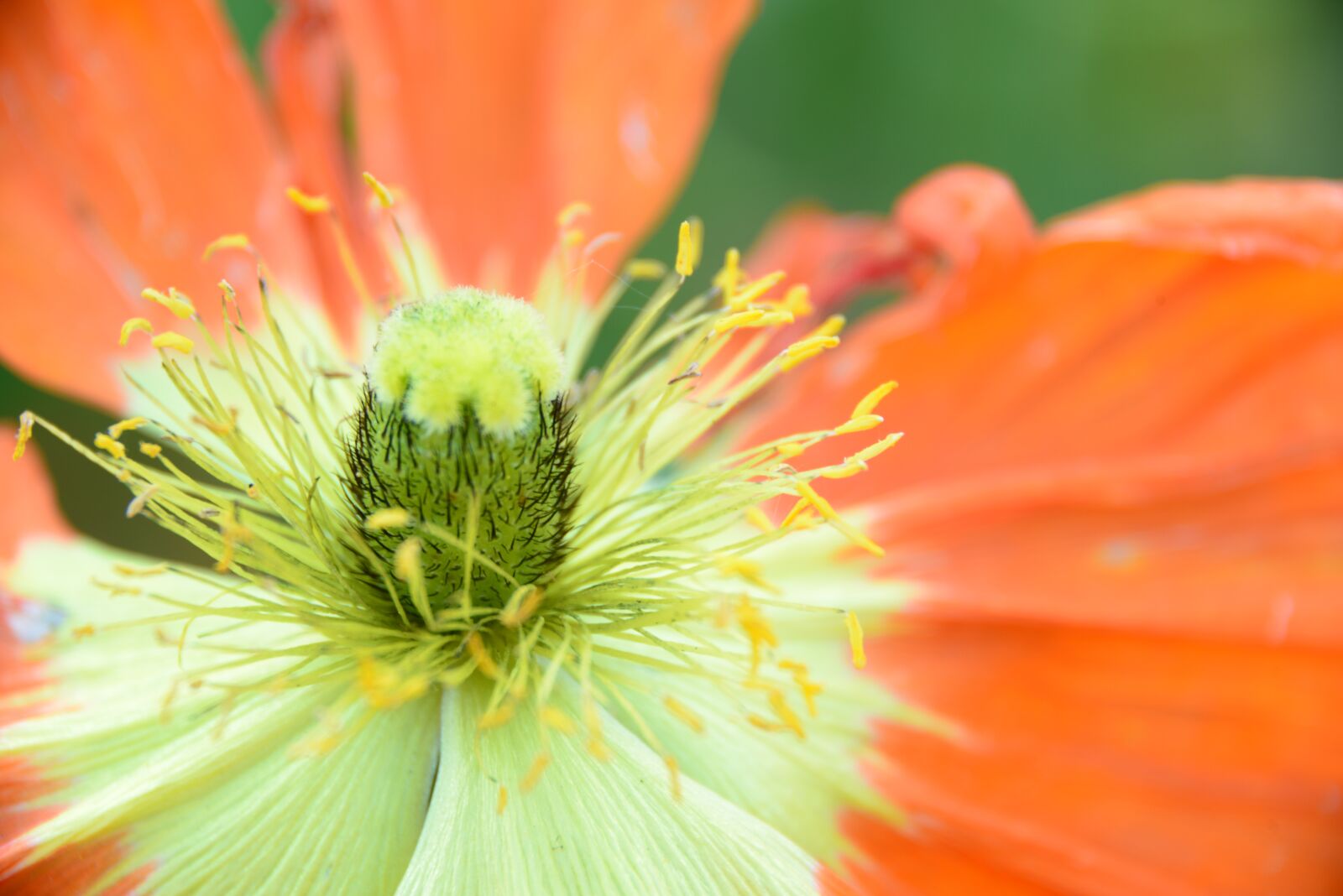 Nikon D800 sample photo. Flower, macro, nature photography