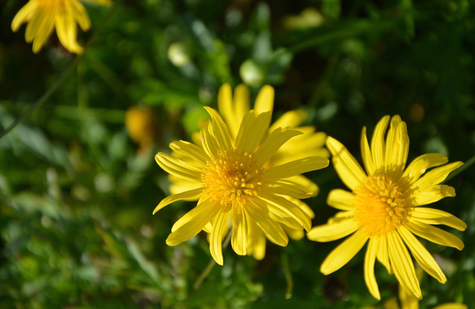 Nikon D5200 sample photo. Yellow flowers, buttons, green photography
