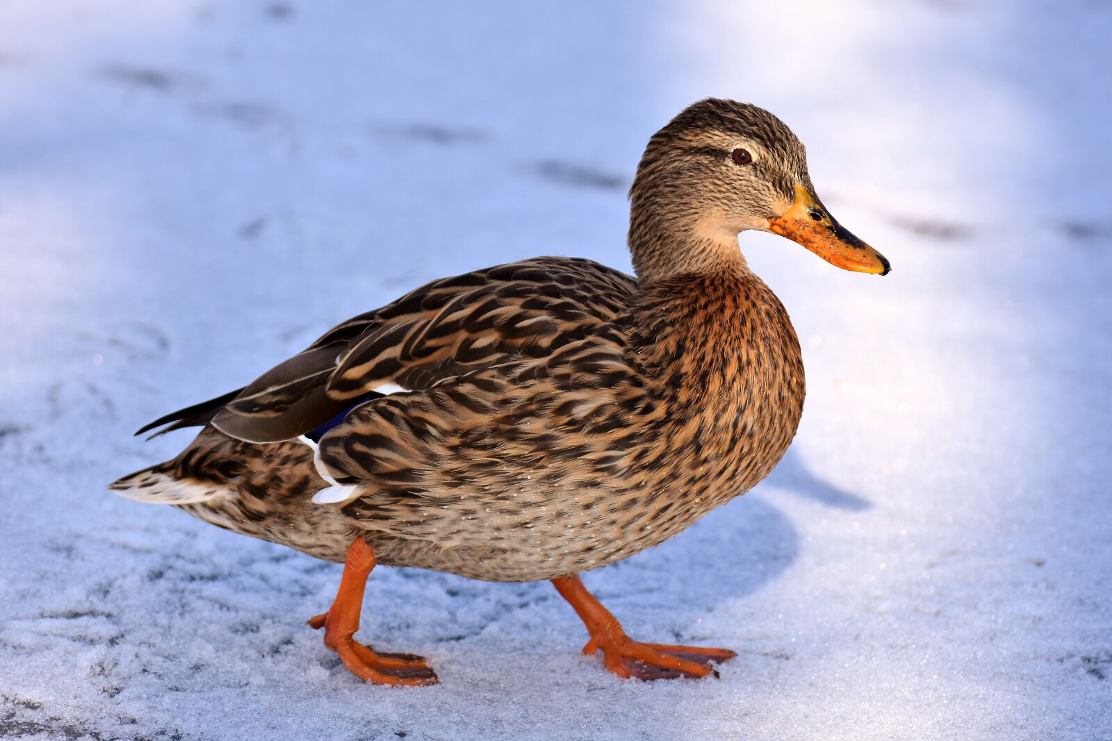 Nikon D7200 sample photo. Duck, mallard, snow photography