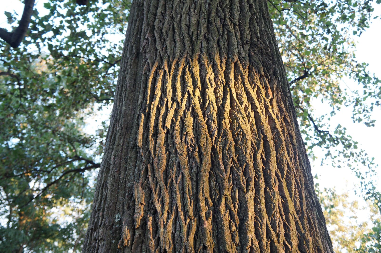 Sony Alpha NEX-F3 sample photo. Tree, stem, wood photography