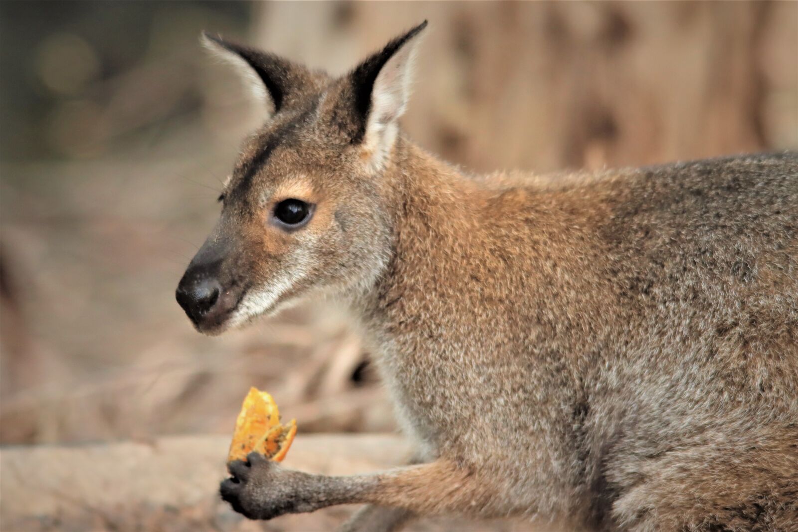 Canon EOS 90D sample photo. Eating, orange, rock wallaby photography