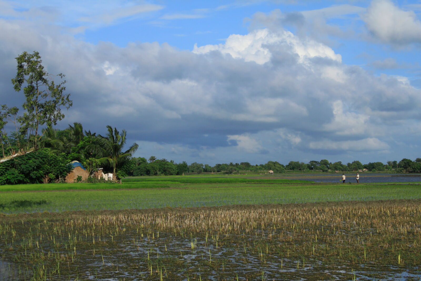 Canon EOS 500D (EOS Rebel T1i / EOS Kiss X3) sample photo. Bangladesh, canal, fisherman, nature photography