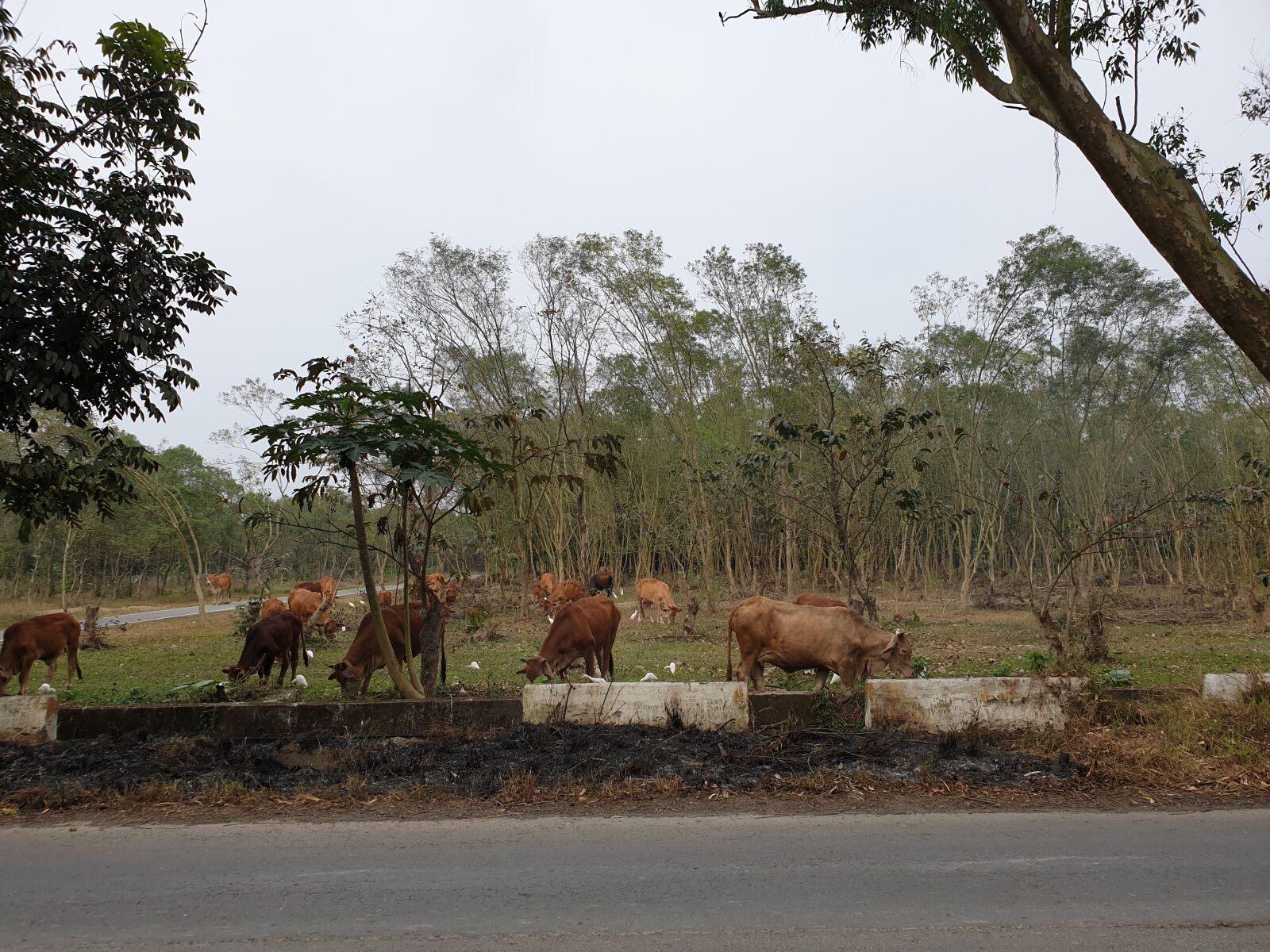 Samsung Galaxy Note9 sample photo. Cattle, taiwan yellow cattle photography