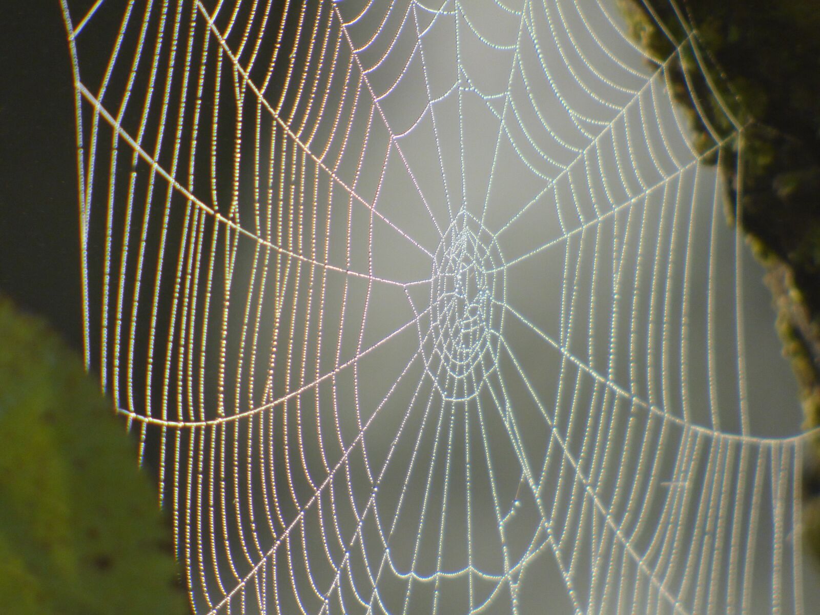 Panasonic DMC-FZ72 sample photo. Spider, canvas, nature photography