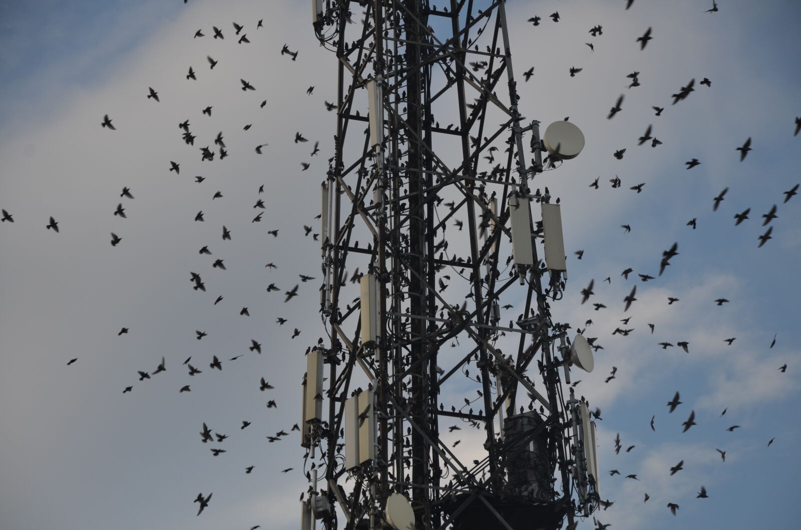Nikon D7000 sample photo. Birds photography