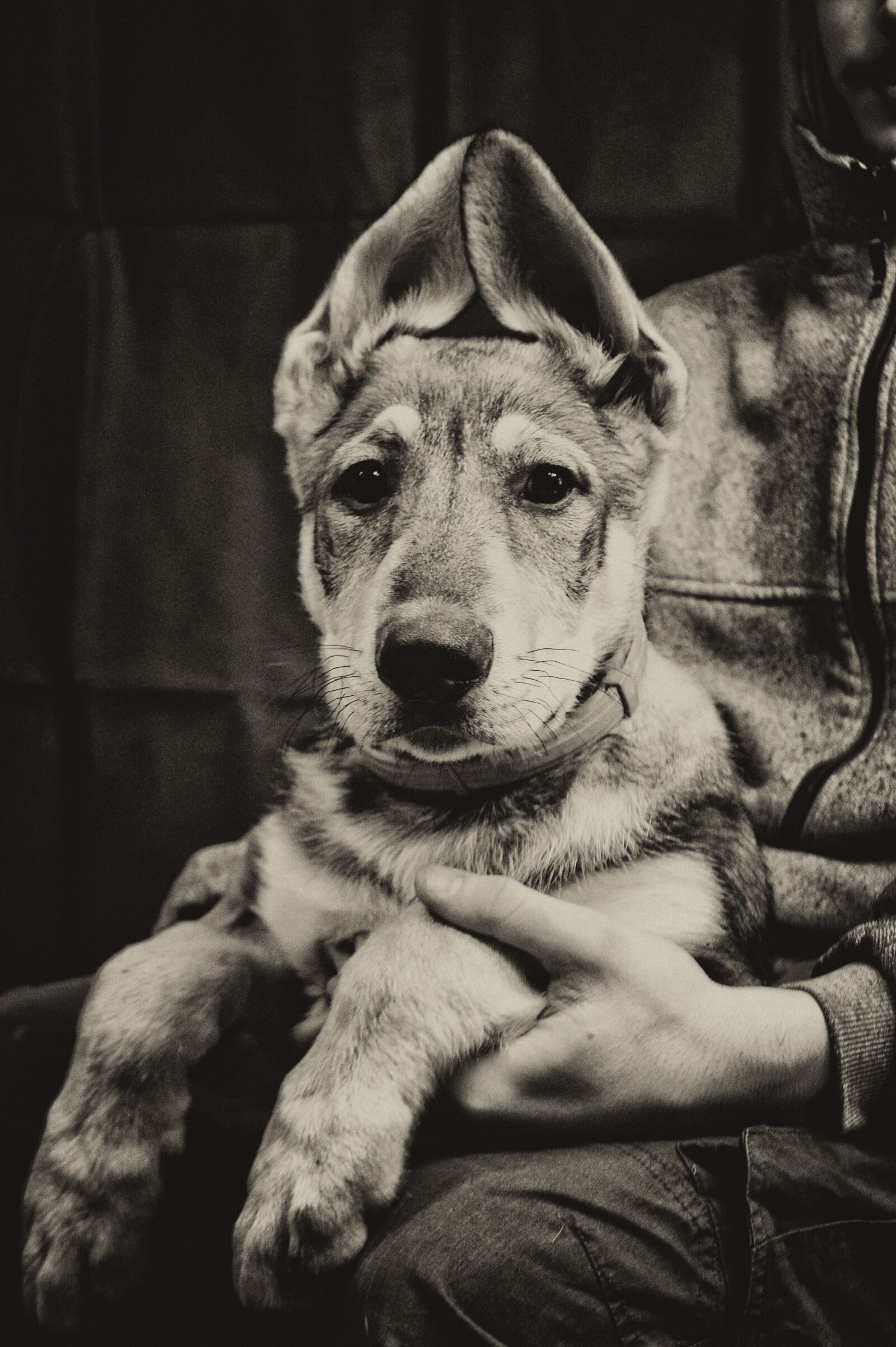 Nikon D3200 sample photo. Dog, cute, adorable photography
