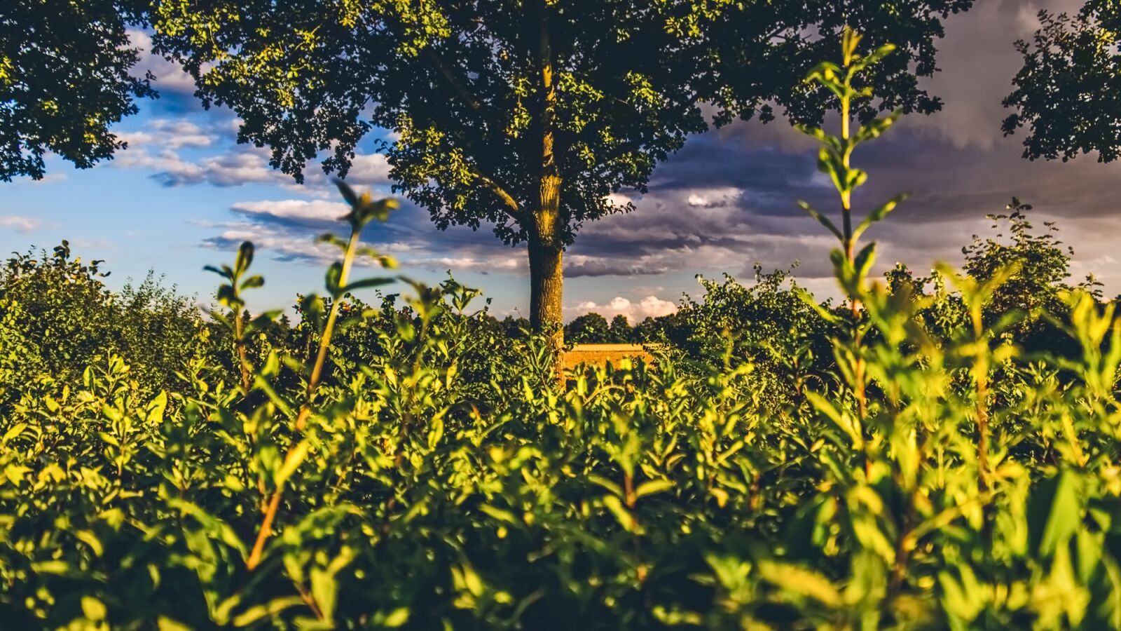 Canon EOS 100D (EOS Rebel SL1 / EOS Kiss X7) sample photo. Hedge, view, green photography