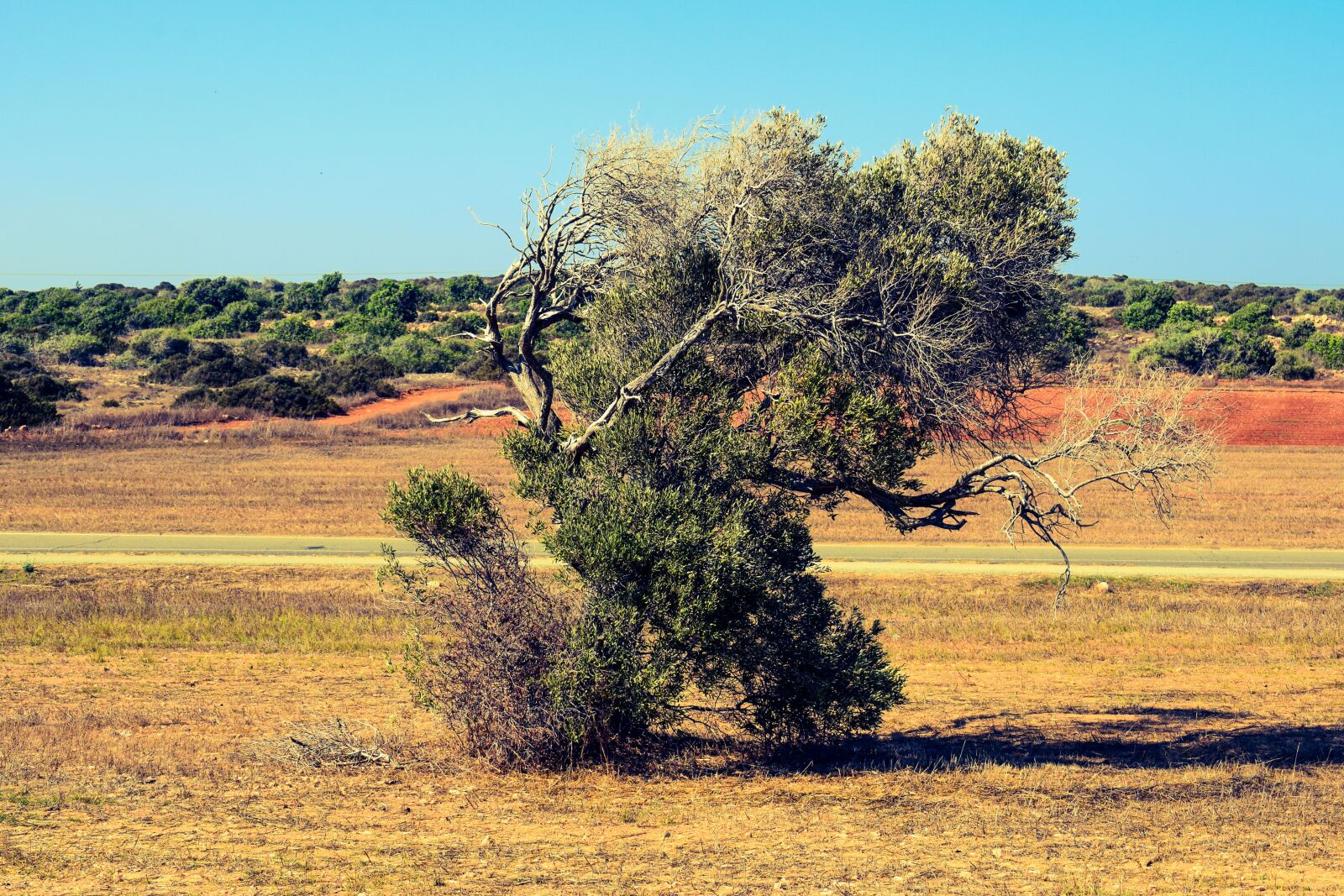 Nikon D3300 sample photo. Tree, meadow, landscape photography