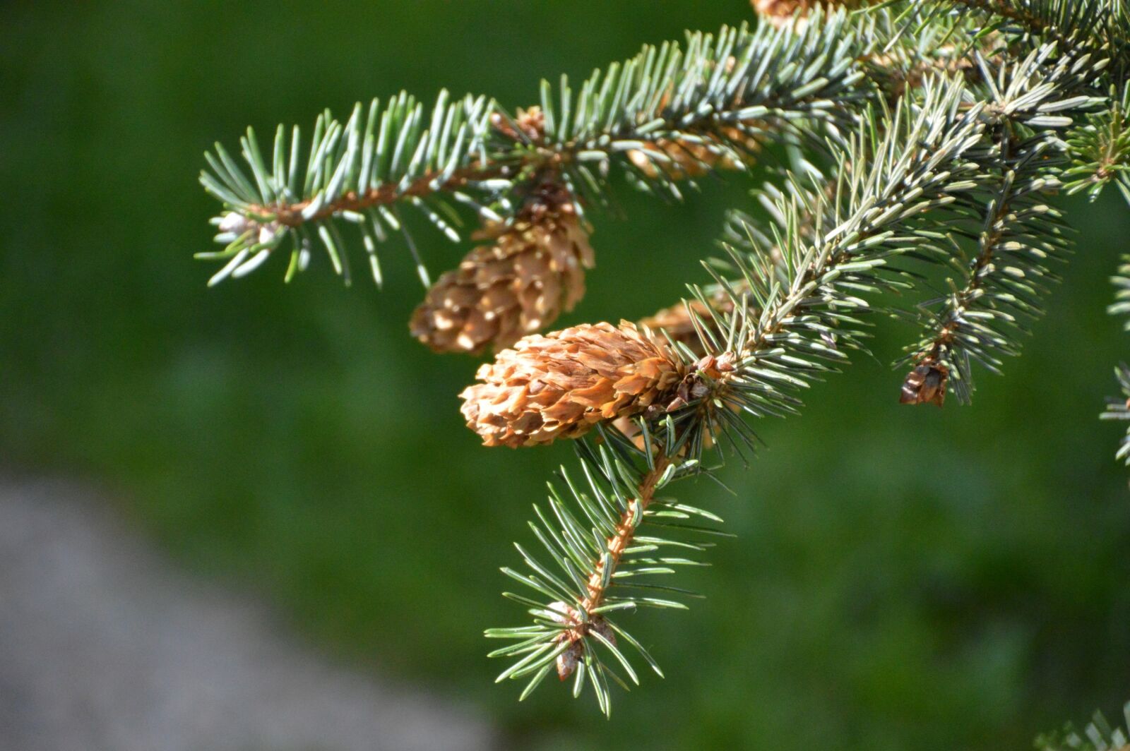 Nikon D3200 sample photo. Pine, fir, branch photography