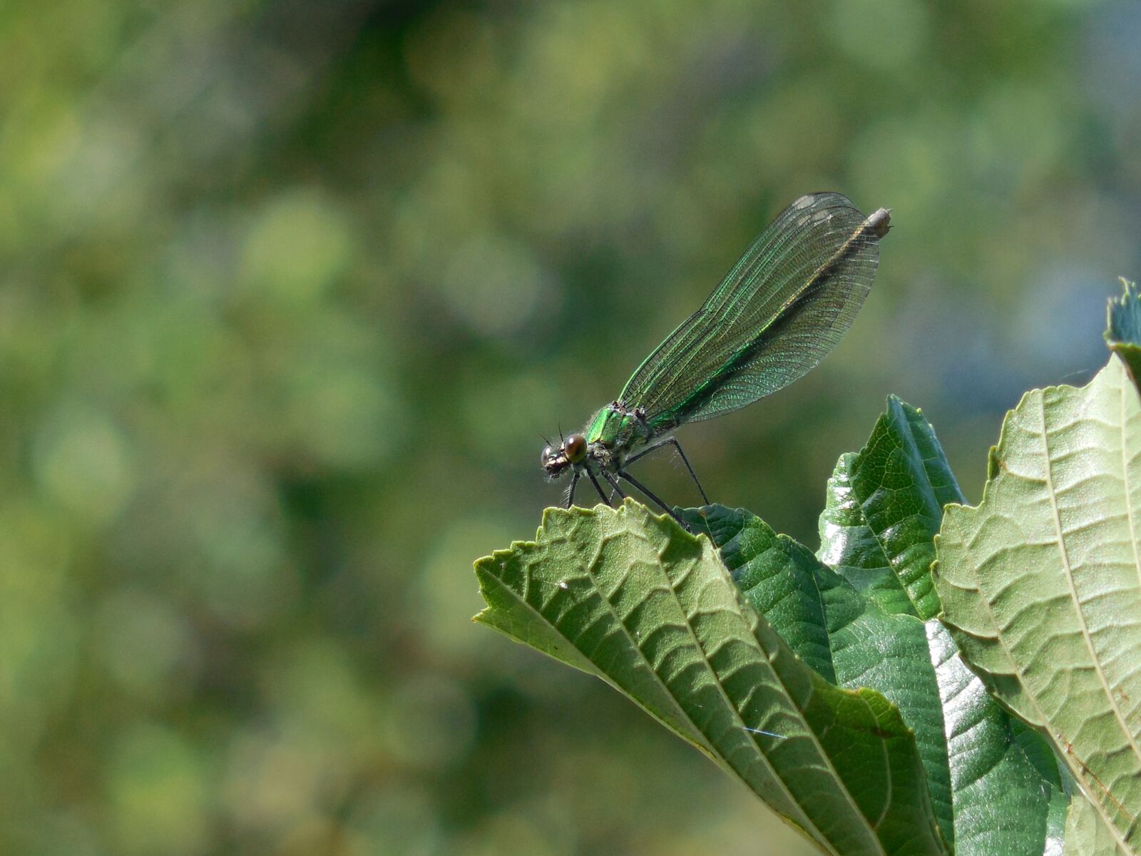 Nikon COOLPIX L620 sample photo. Dragonfly, sheet, green photography