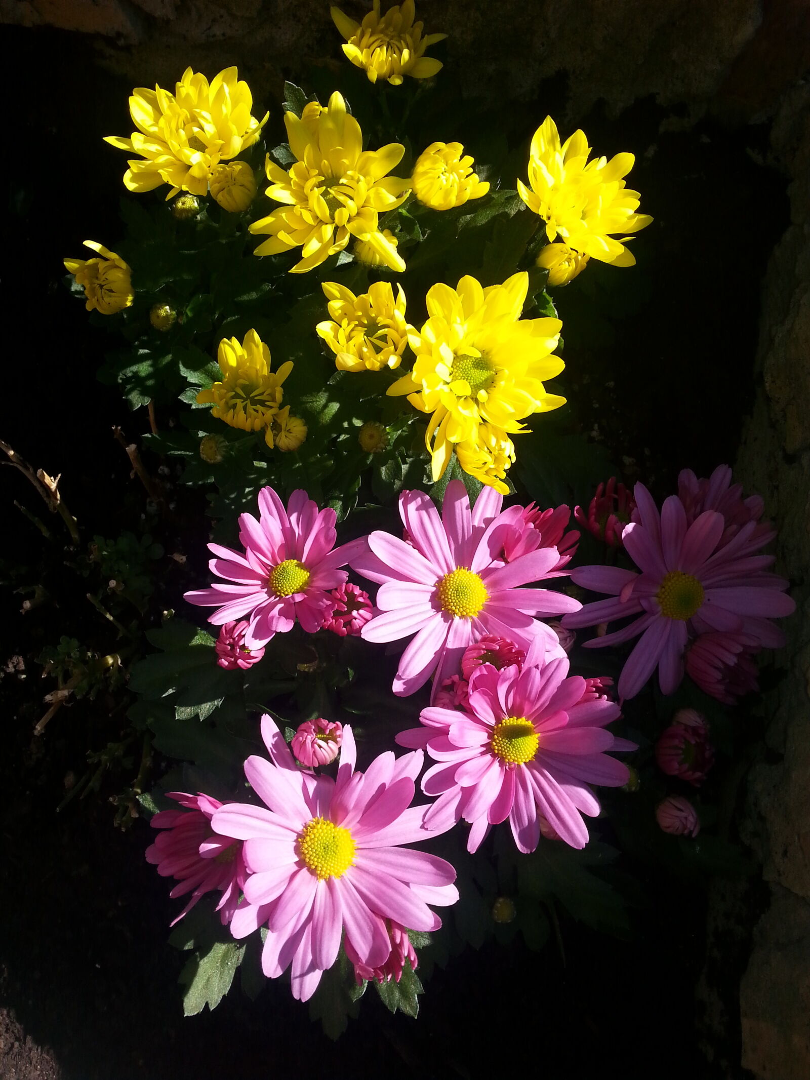 Samsung Galaxy S3 sample photo. Bunch, of, flowers, flowers photography