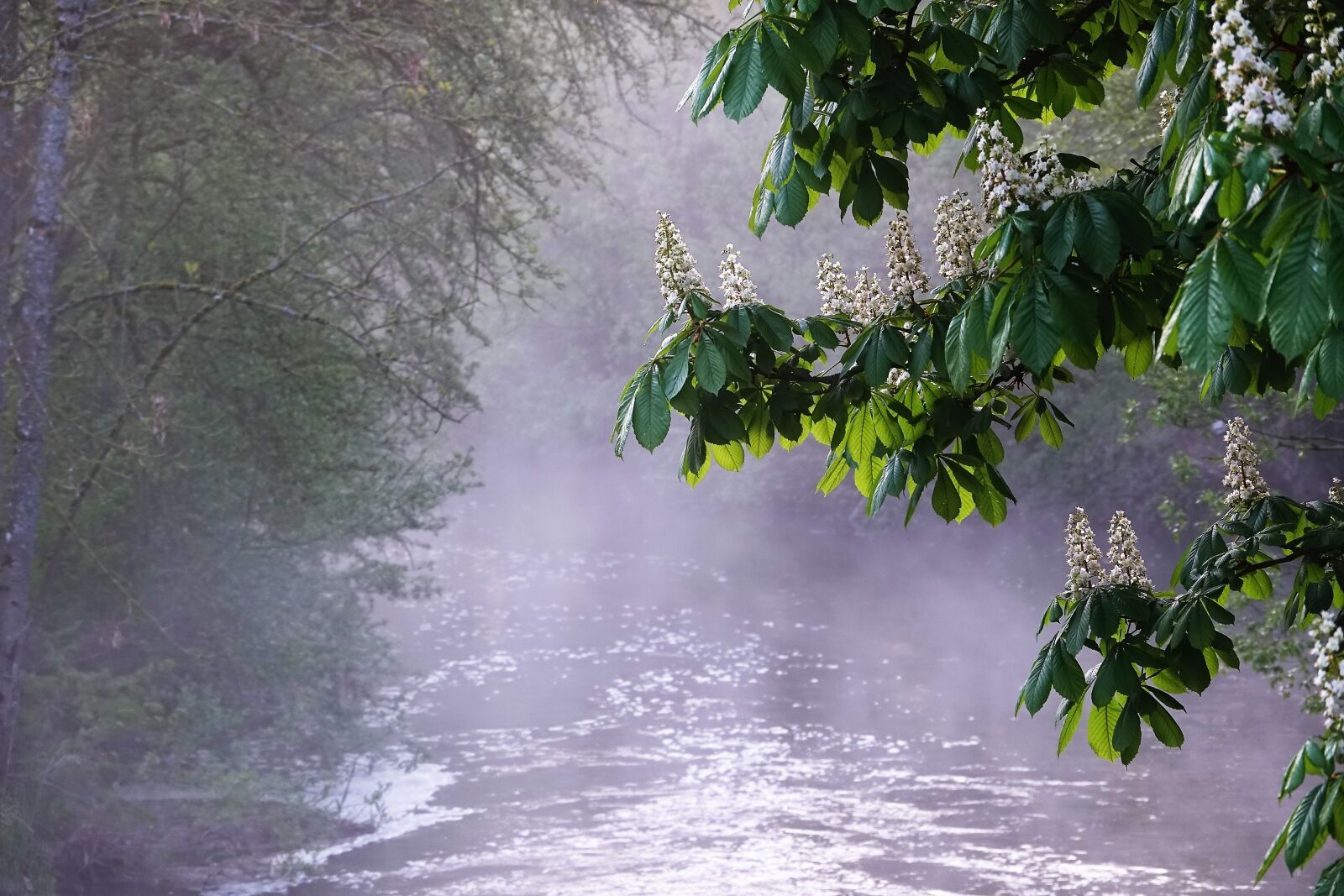 Sony Cyber-shot DSC-RX10 III sample photo. Morgenstimmung, fog, nature photography