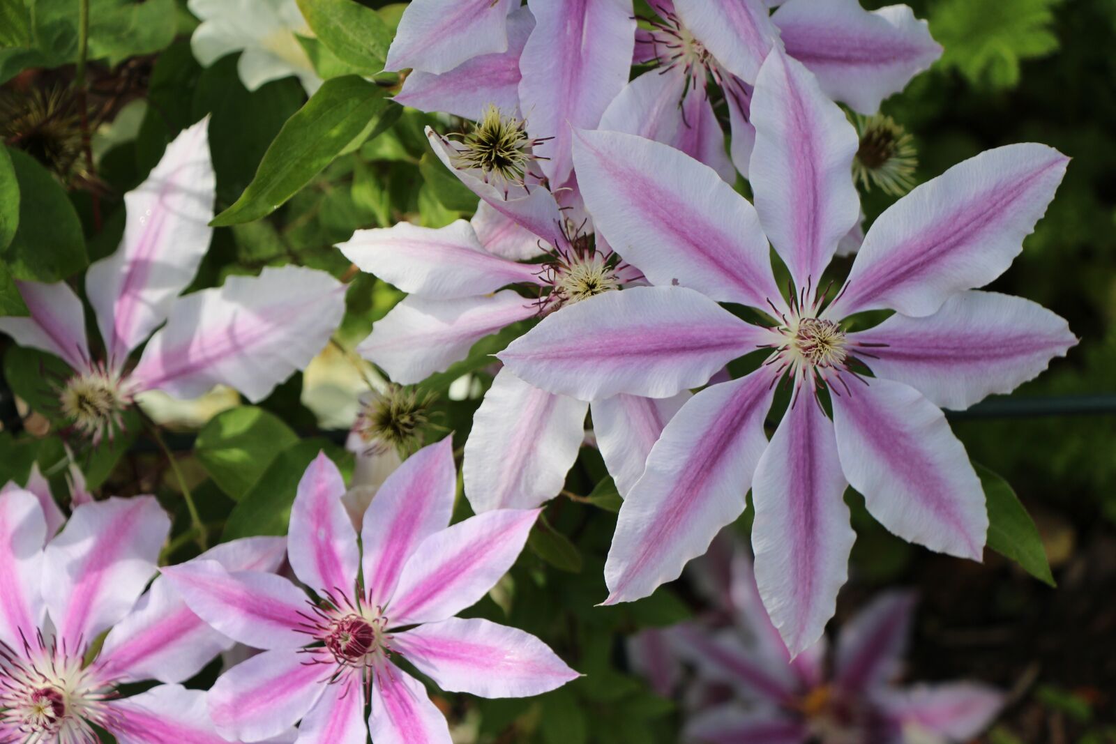 Canon EOS 650D (EOS Rebel T4i / EOS Kiss X6i) sample photo. Pink, purple, petal photography
