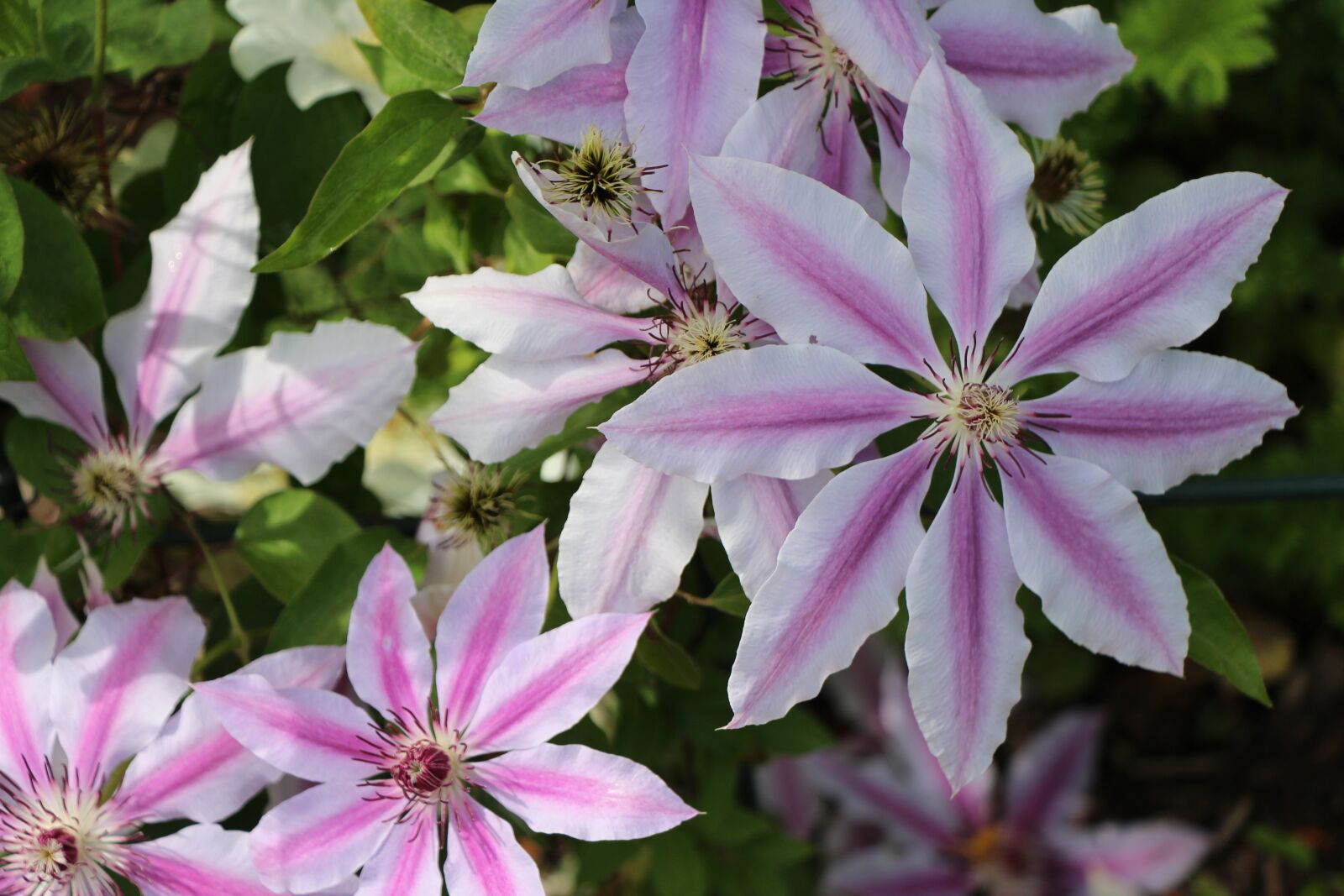 Canon EOS 650D (EOS Rebel T4i / EOS Kiss X6i) + Canon EF-S 18-135mm F3.5-5.6 IS STM sample photo. Pink, purple, petal photography