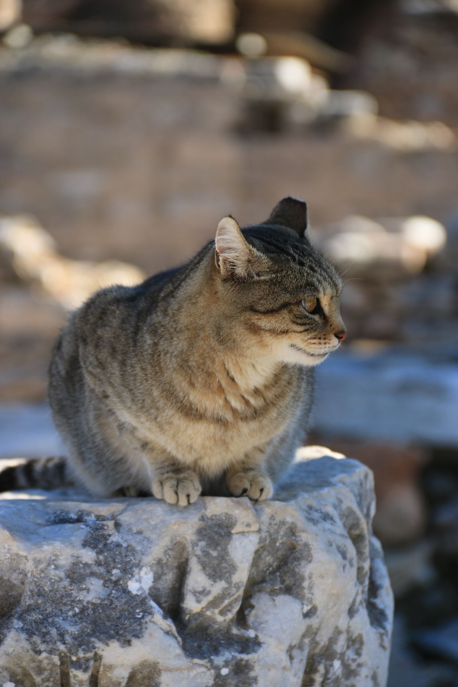 Canon EF-S 18-135mm F3.5-5.6 IS sample photo. Cat, animal, animal portrait photography