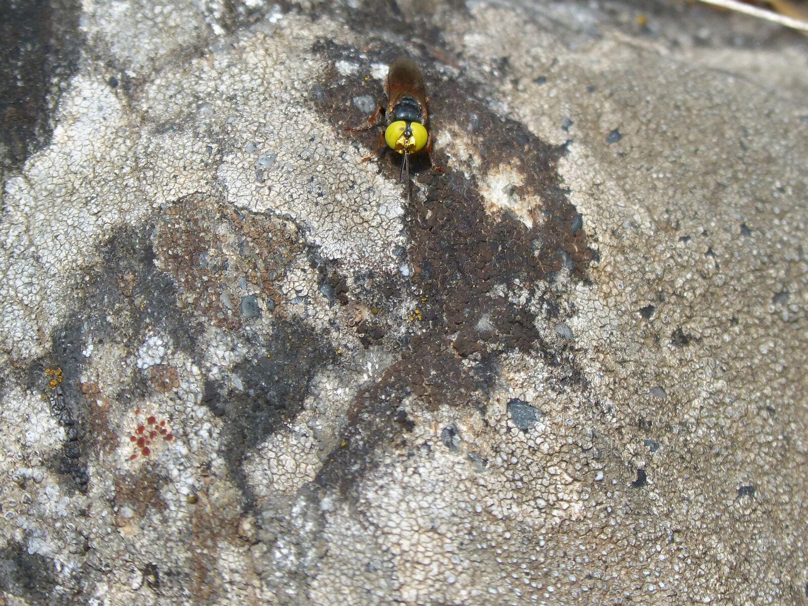 Panasonic DMC-FZ62 sample photo. Hoverfly, false bee, rock photography