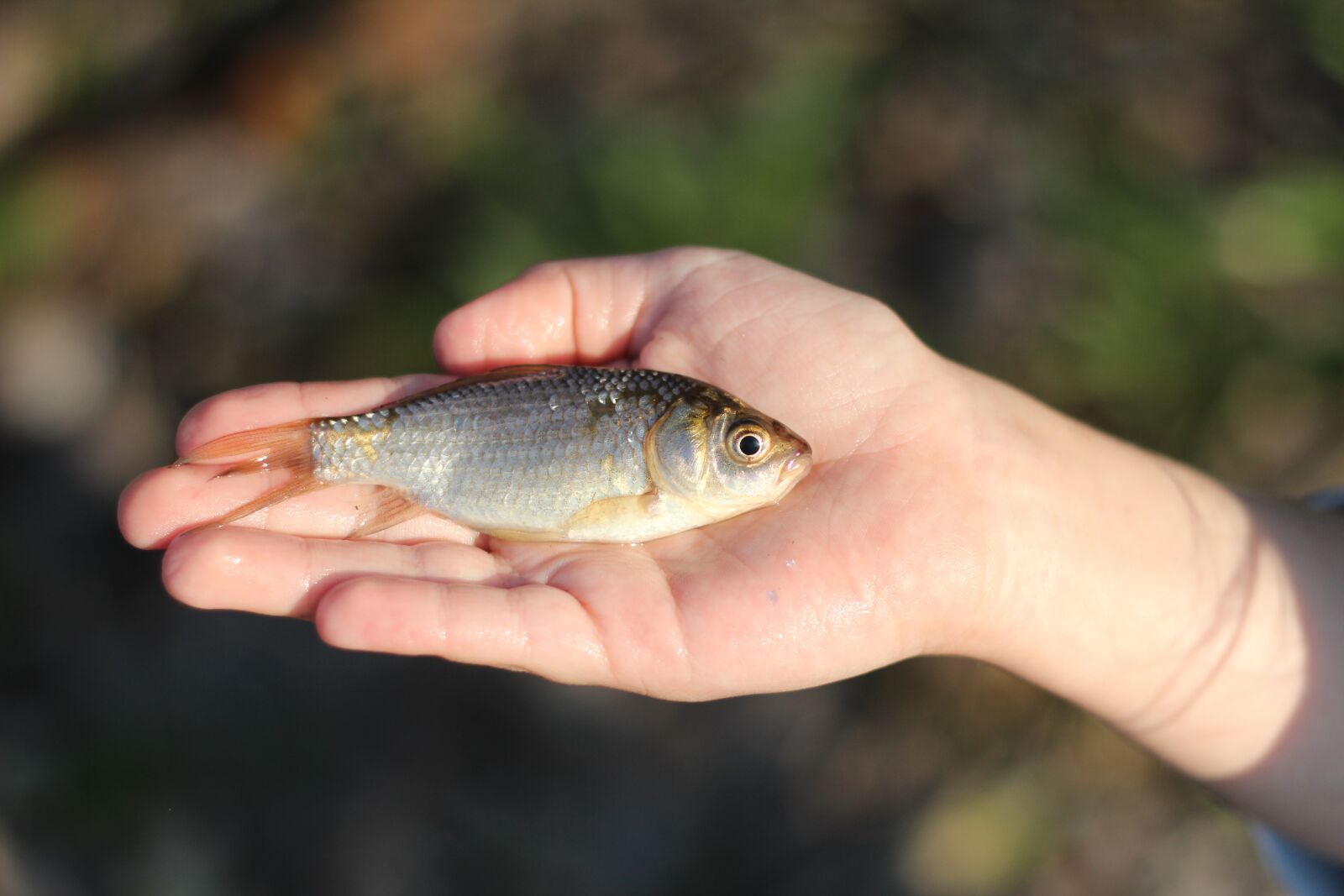 Canon EOS 600D (Rebel EOS T3i / EOS Kiss X5) + Canon EF 50mm F1.8 II sample photo. Fish, crucian, fishing photography