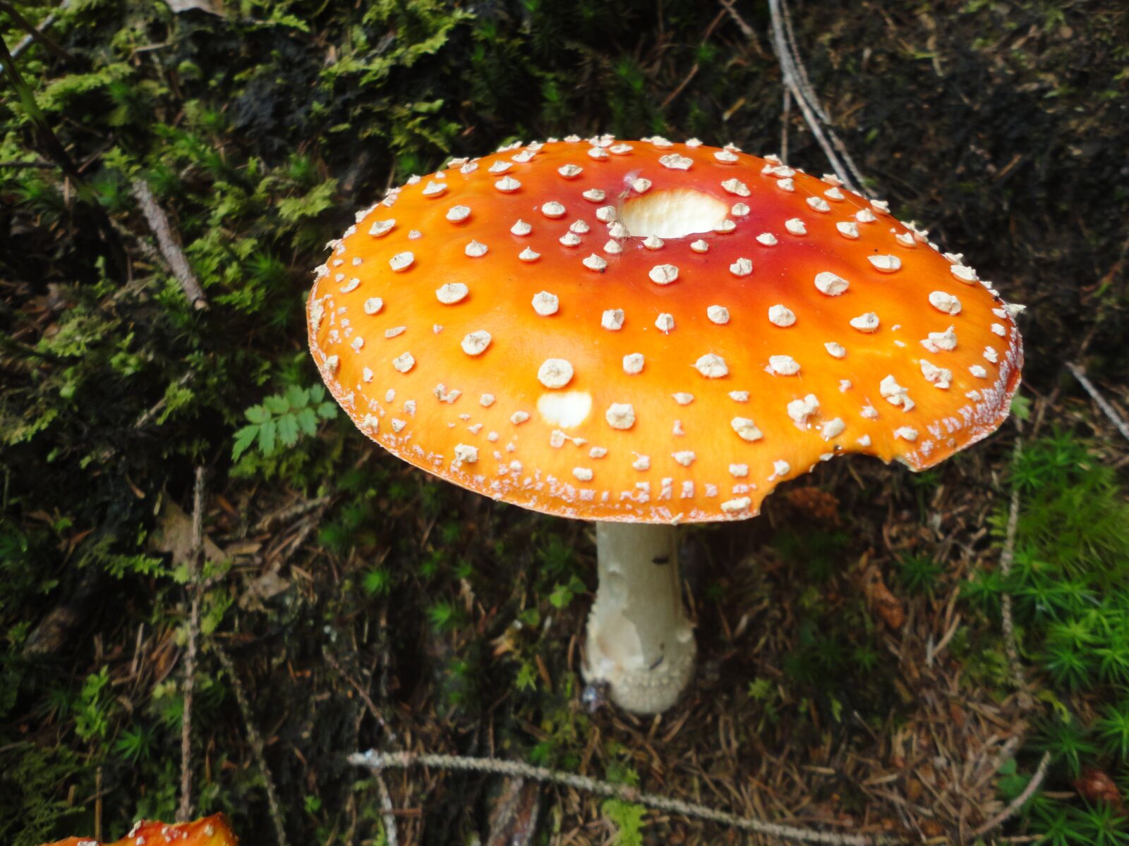 Sony Cyber-shot DSC-W560 sample photo. Fly agaric, forest, toxic photography