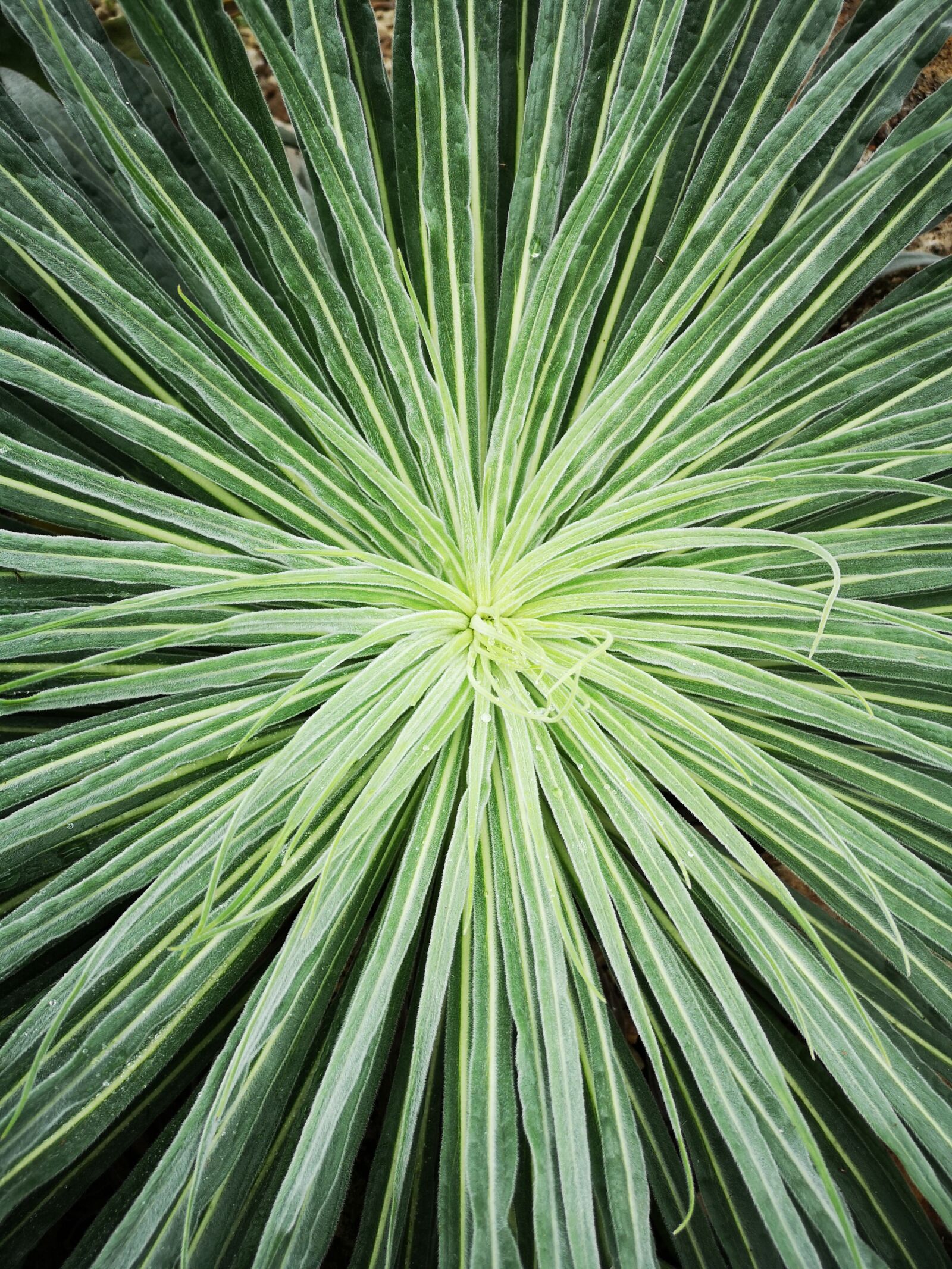 HUAWEI CLT-L29 sample photo. Green, plant, cactus photography