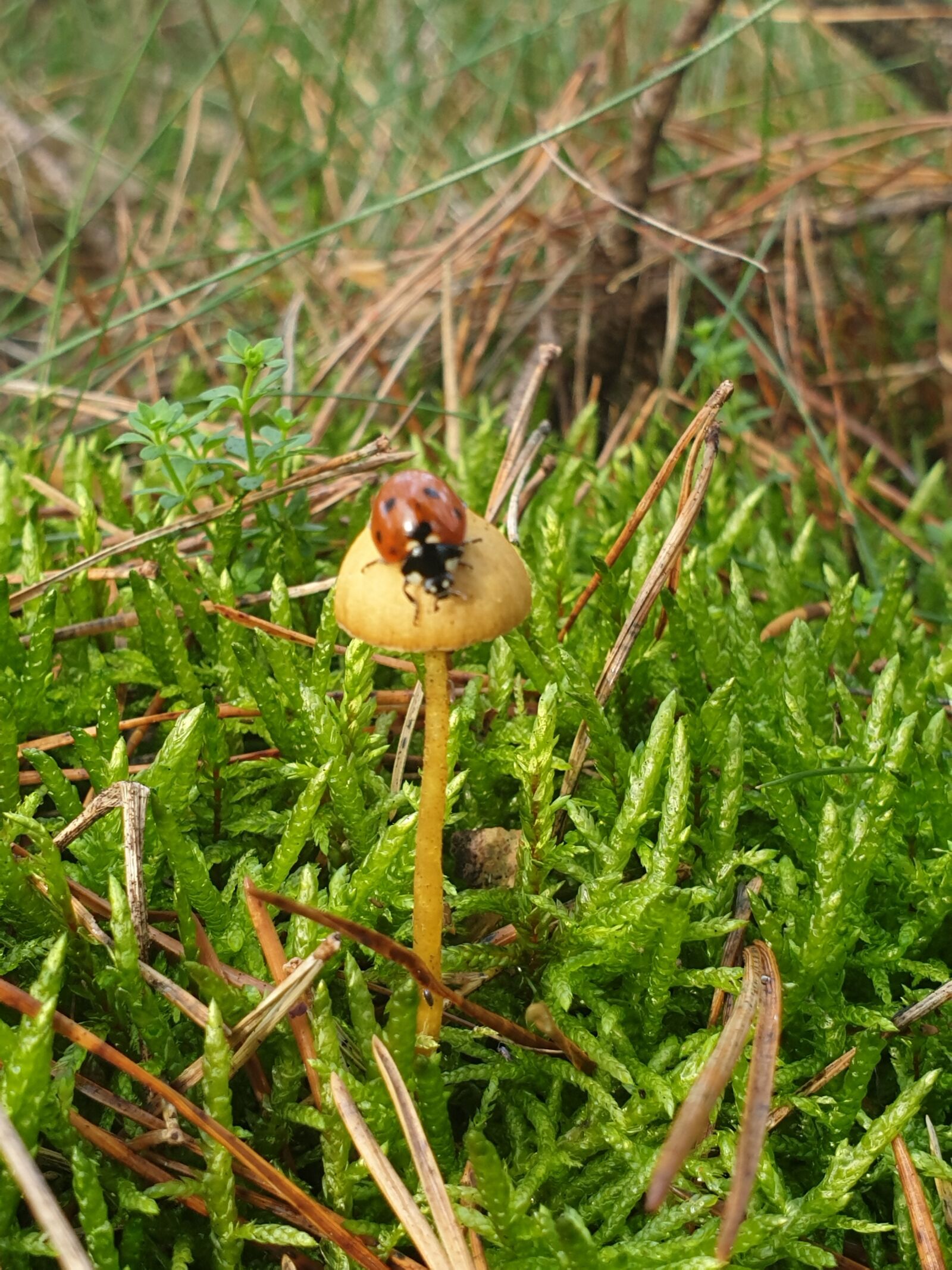 Samsung Galaxy S9+ sample photo. Mushroom, ladybug, mushroom ladybug photography