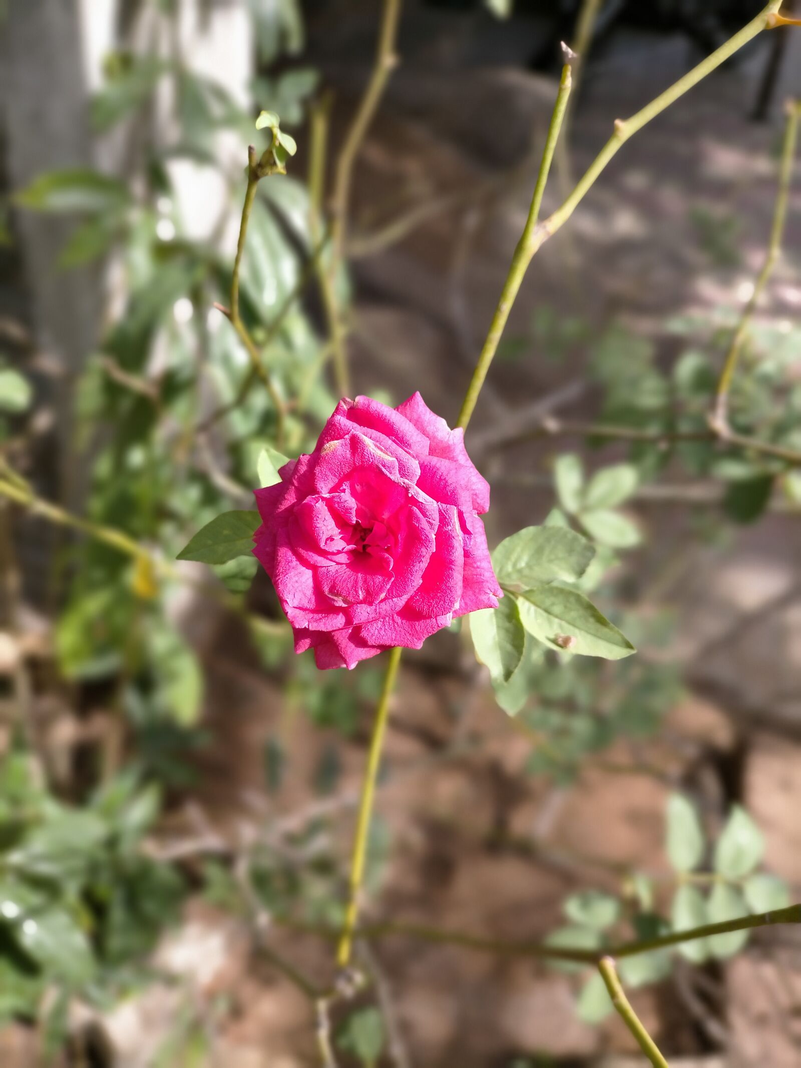 OPPO A9 2020 sample photo. Pink, rose, flower photography