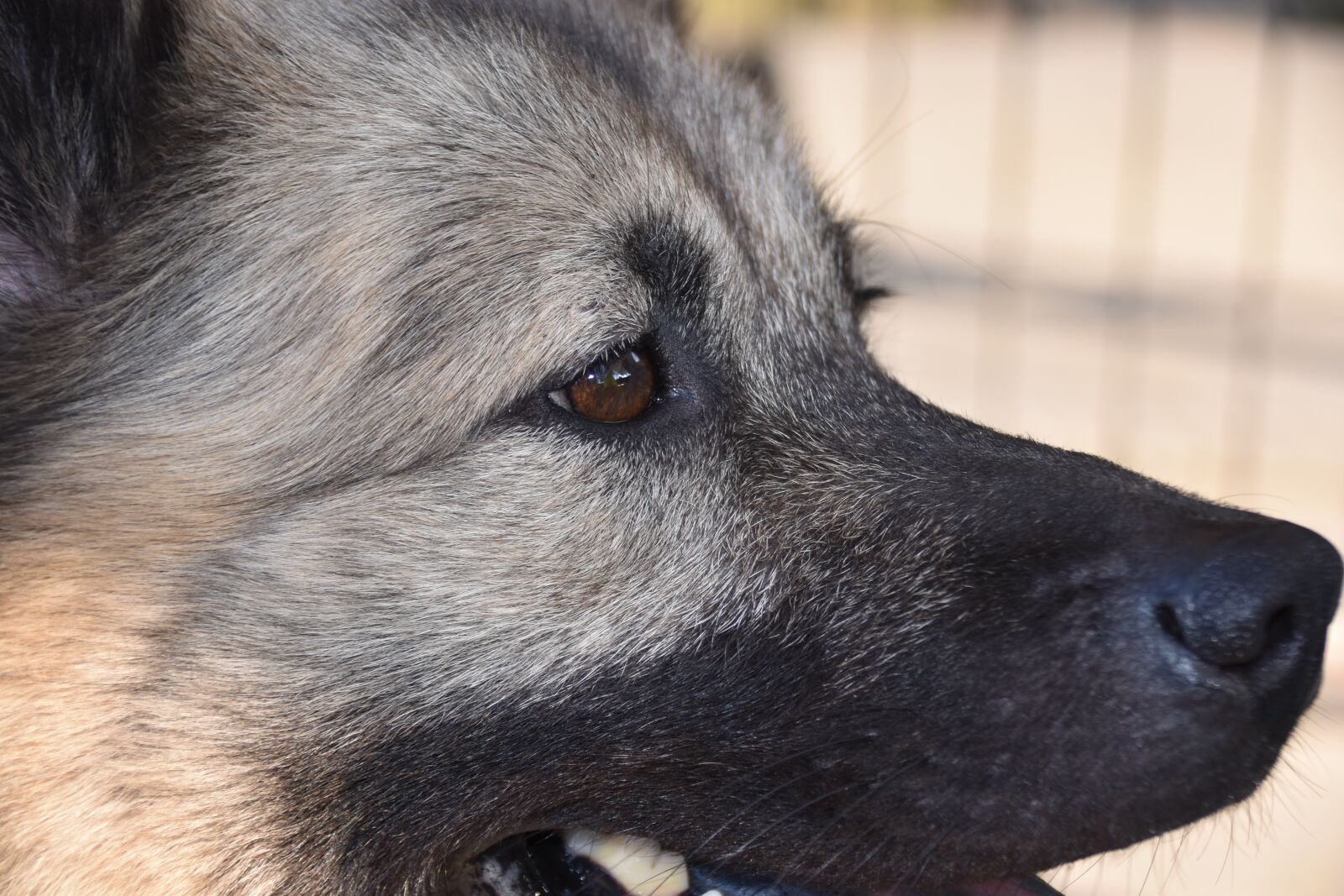 Nikon D5600 sample photo. Dog, eye of dog photography