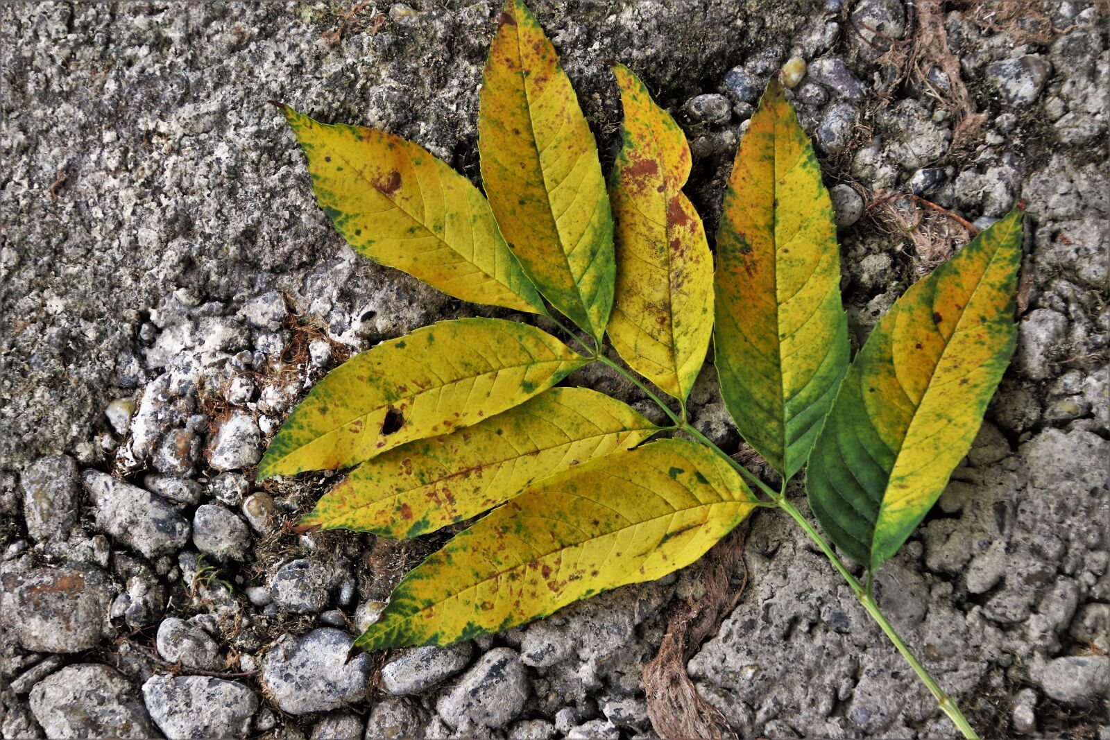 Canon EOS 80D sample photo. Yellow, foliage, in the photography