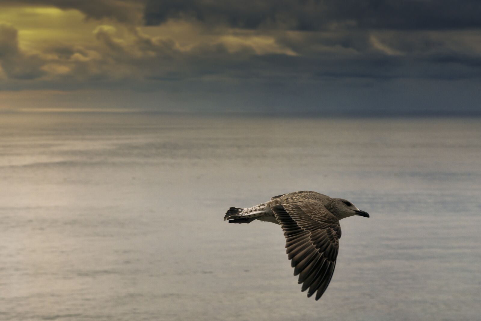 Nikon D800 sample photo. Bird, sea, the sky photography